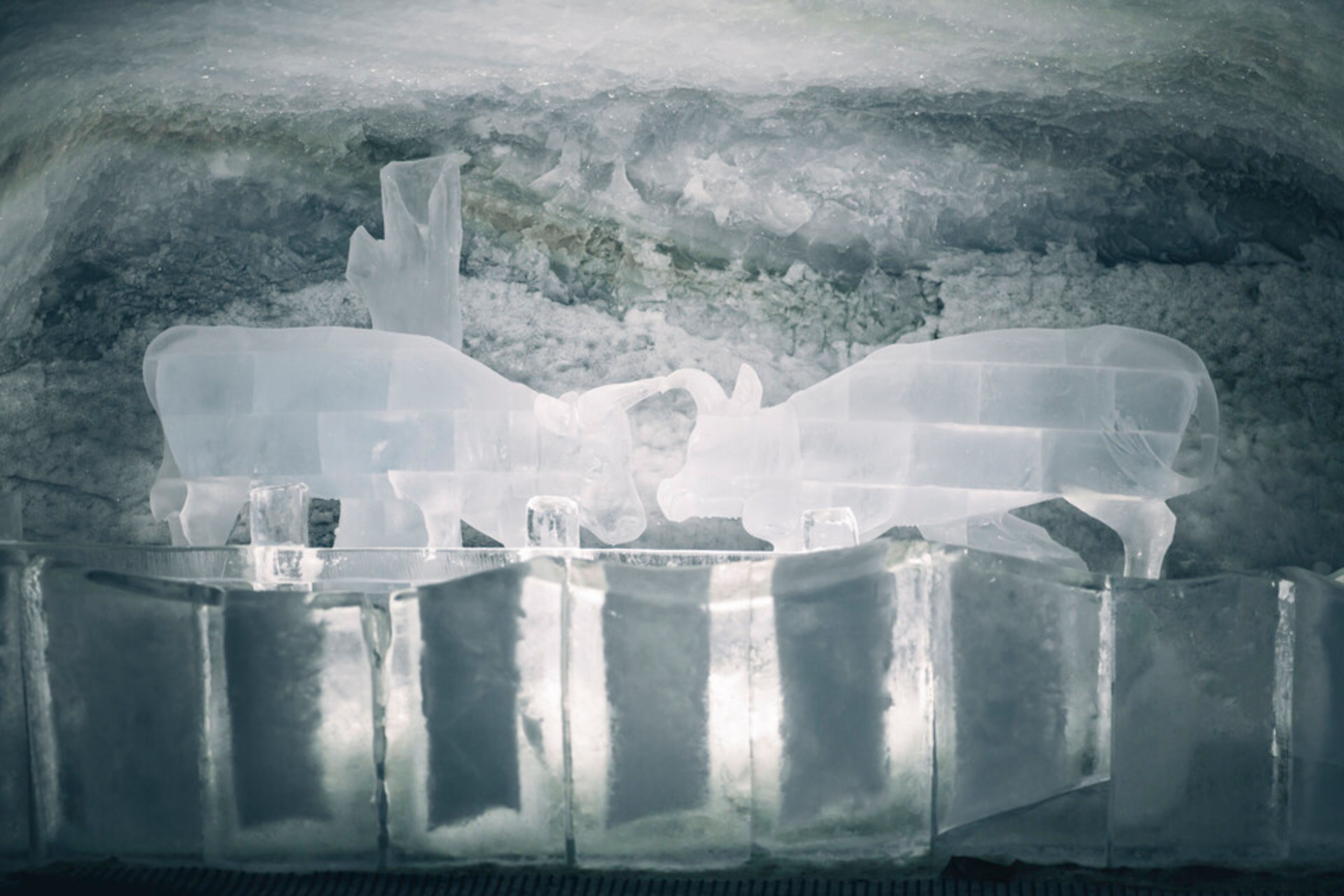 Deux vaches sculptées dans la glace se faisant face dans une alcôve du Palais de glace de Zermatt
