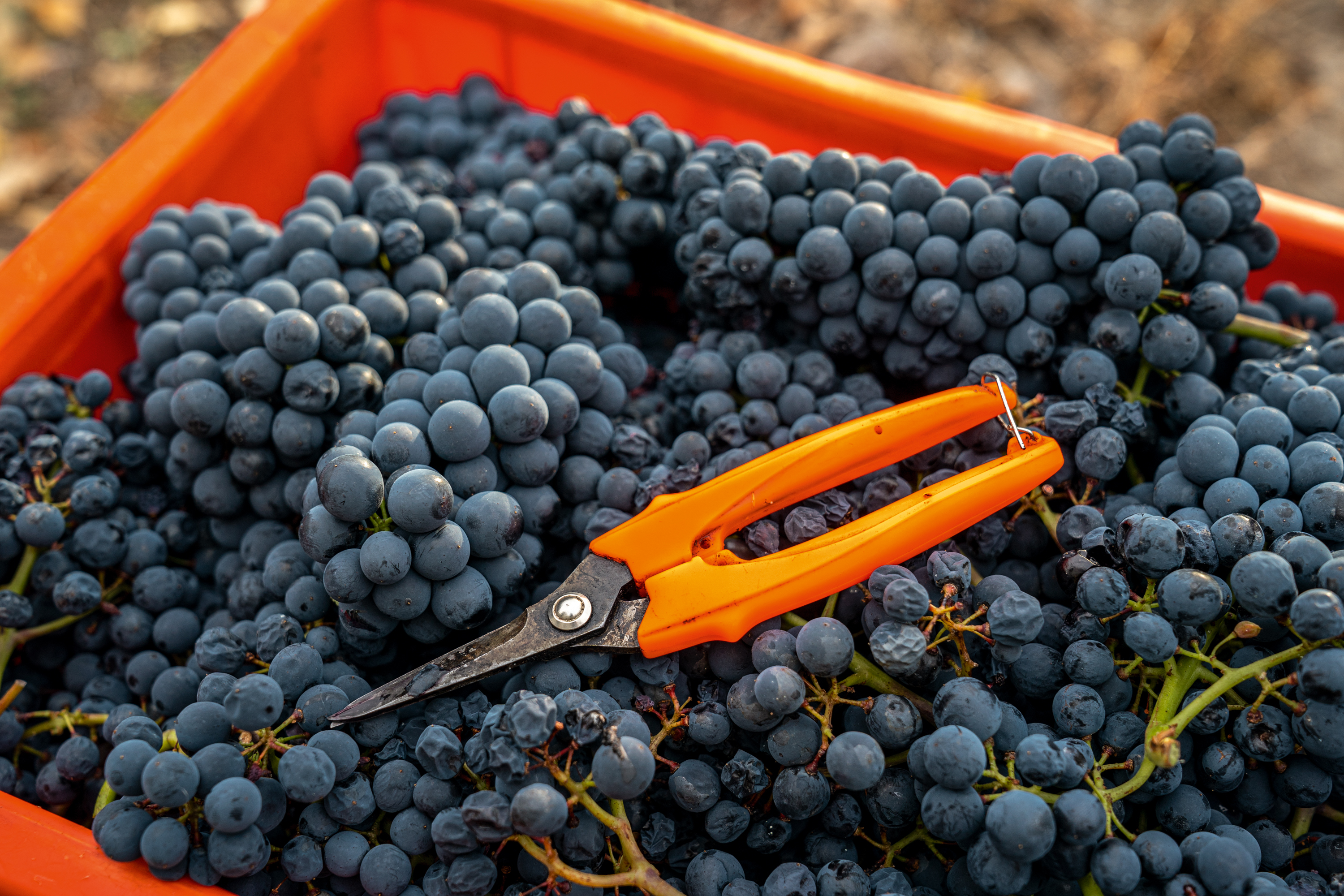 Vin bio, Salgesch, Valais, Suisse