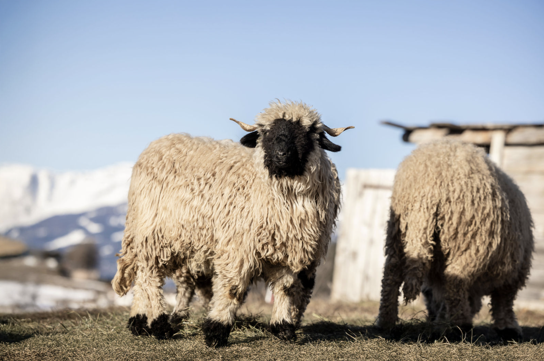 Das Wallis ist Gastkanton an der OLMA 2025 – der grössten Schweizer Messe für Landwirtschaft und Ernährung in St. Gallen.