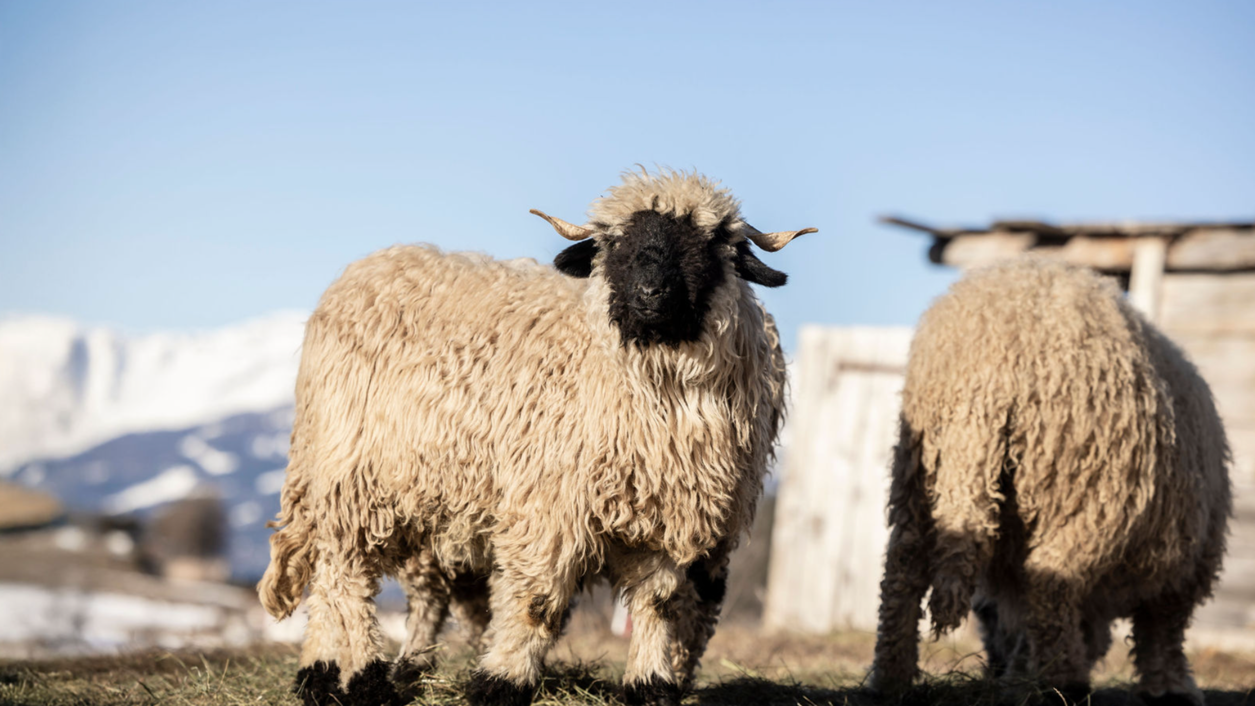 Das Wallis ist Gastkanton an der OLMA 2025 – der grössten Schweizer Messe für Landwirtschaft und Ernährung in St. Gallen.