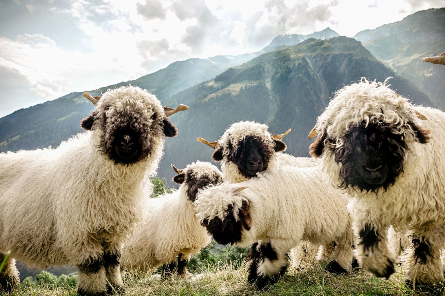 Schwarznasenschafherde, Frühling im Wallis, Schweiz