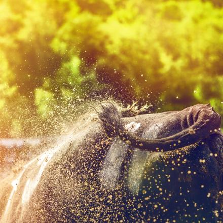 Combats de reines, Valais