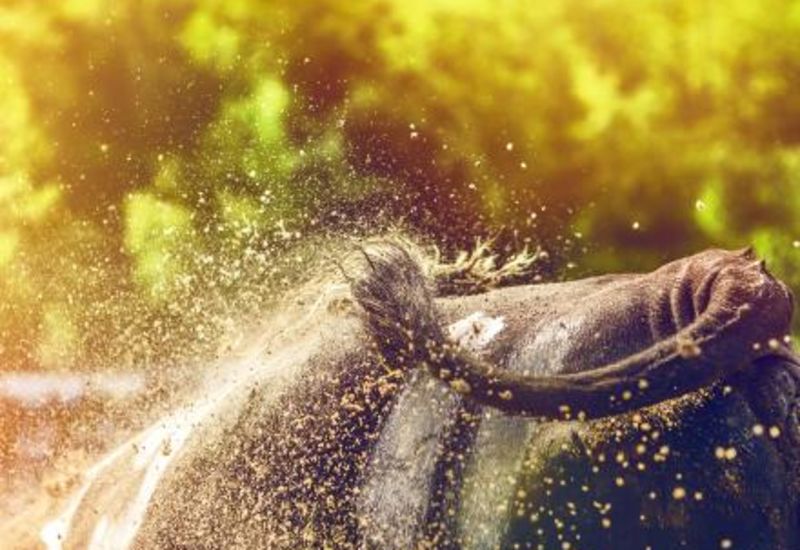 Combats de reines, Valais