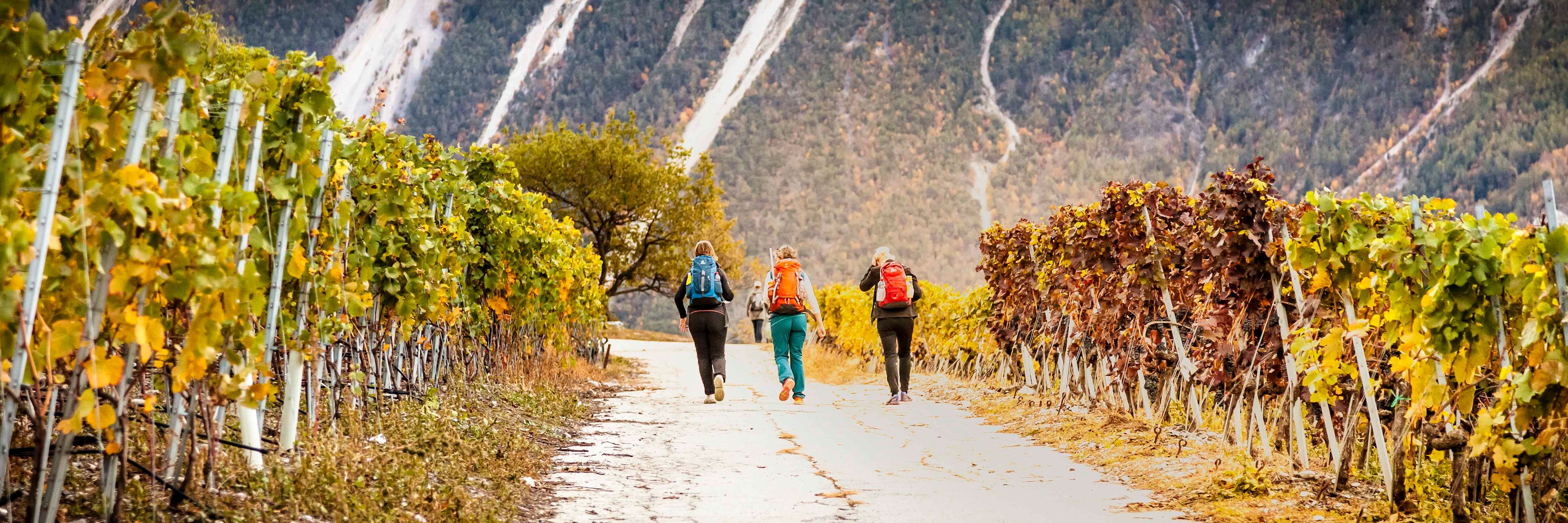 Drei Personen auf einem Weg zwischen Reben im Genuss-Marathon, Wallis, Schweiz