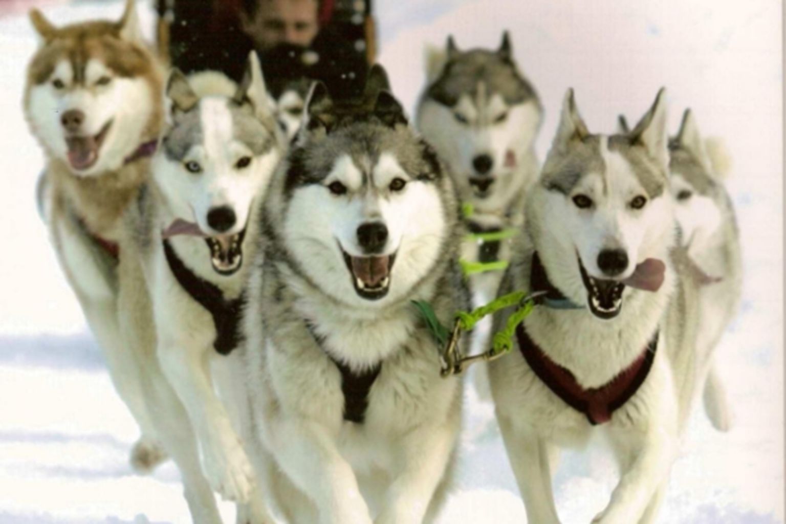 The field company Adrenatur Sports Aventure, open all year round, creates for you winter and summer programs, Valais