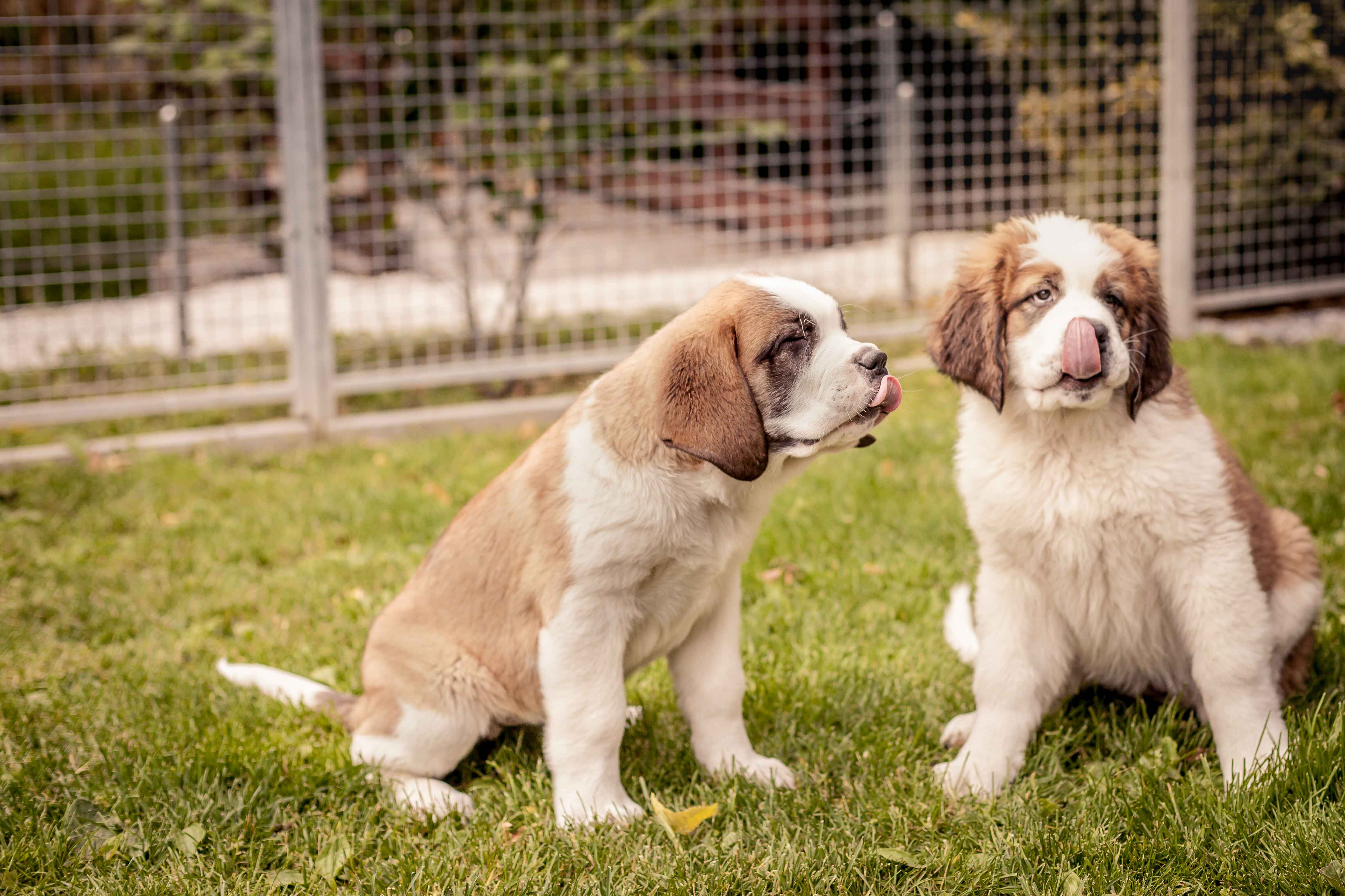 Bernhardinerhunde, Barry, Martigny, Wallis, Schweiz