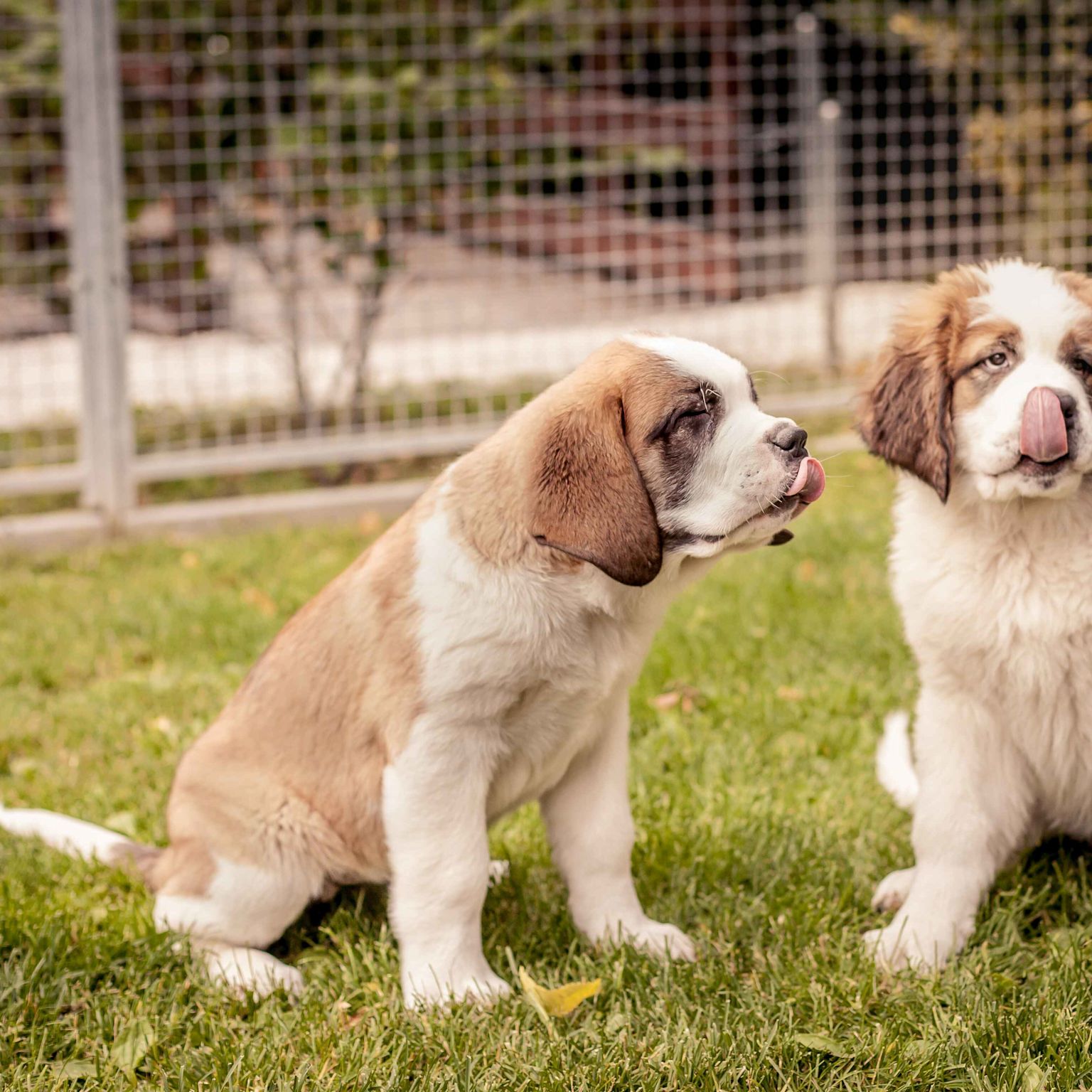Bernhardinerhunde, Barry, Martigny, Wallis, Schweiz