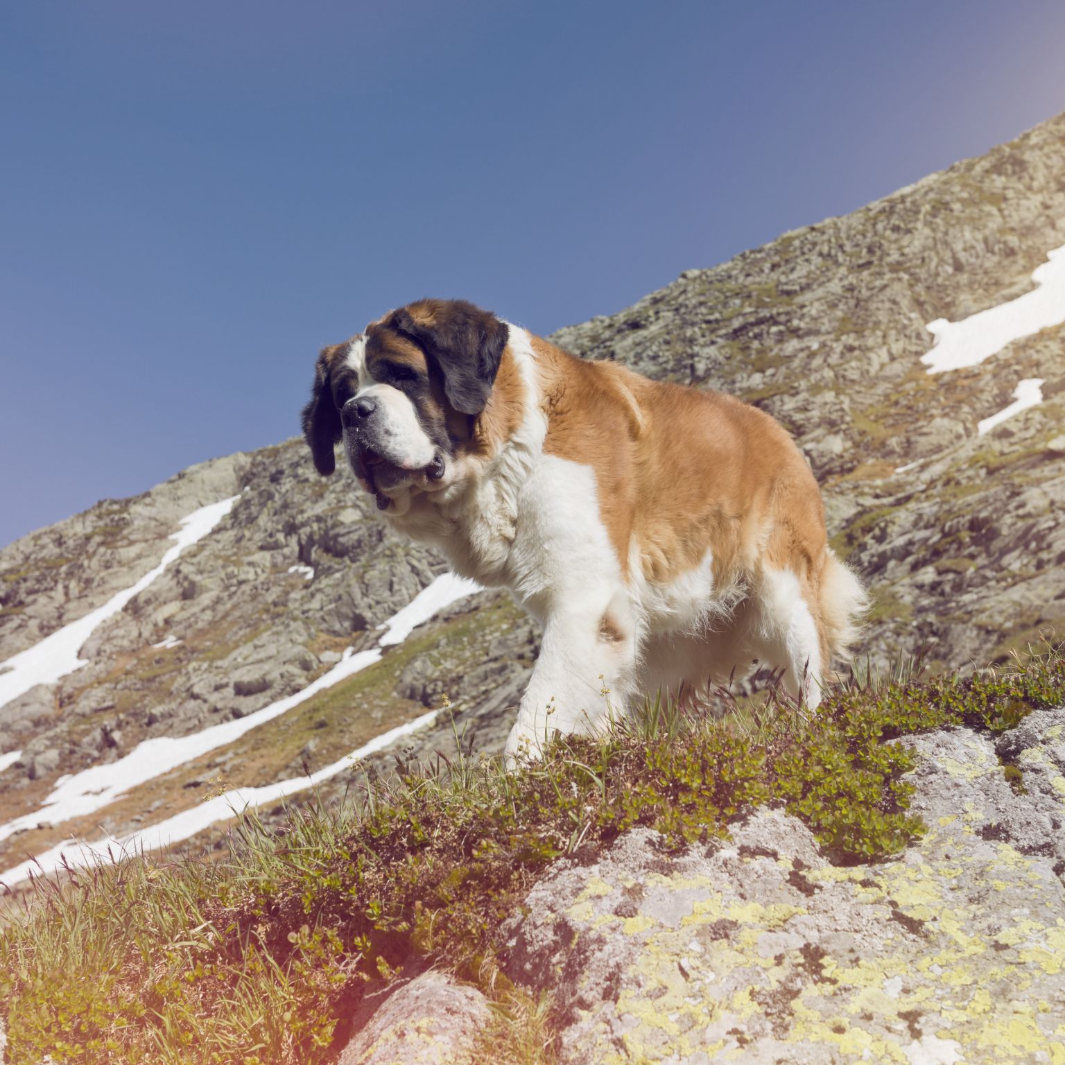 St-Bernard dogs in Valais. Switzerland.