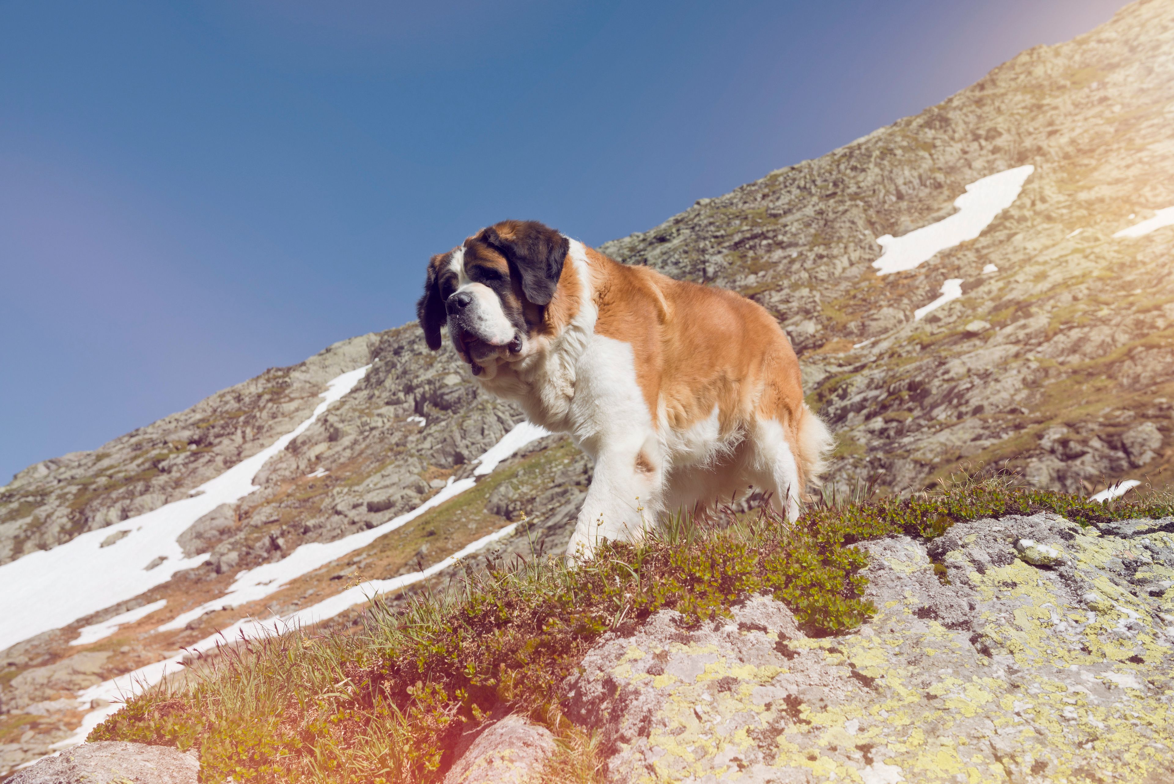 Chien du St-Bernard en Valais. Suisse.