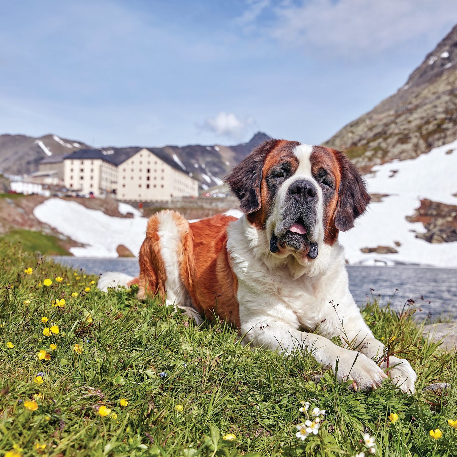 St-Bernard Hunde im Wallis. Schweiz.