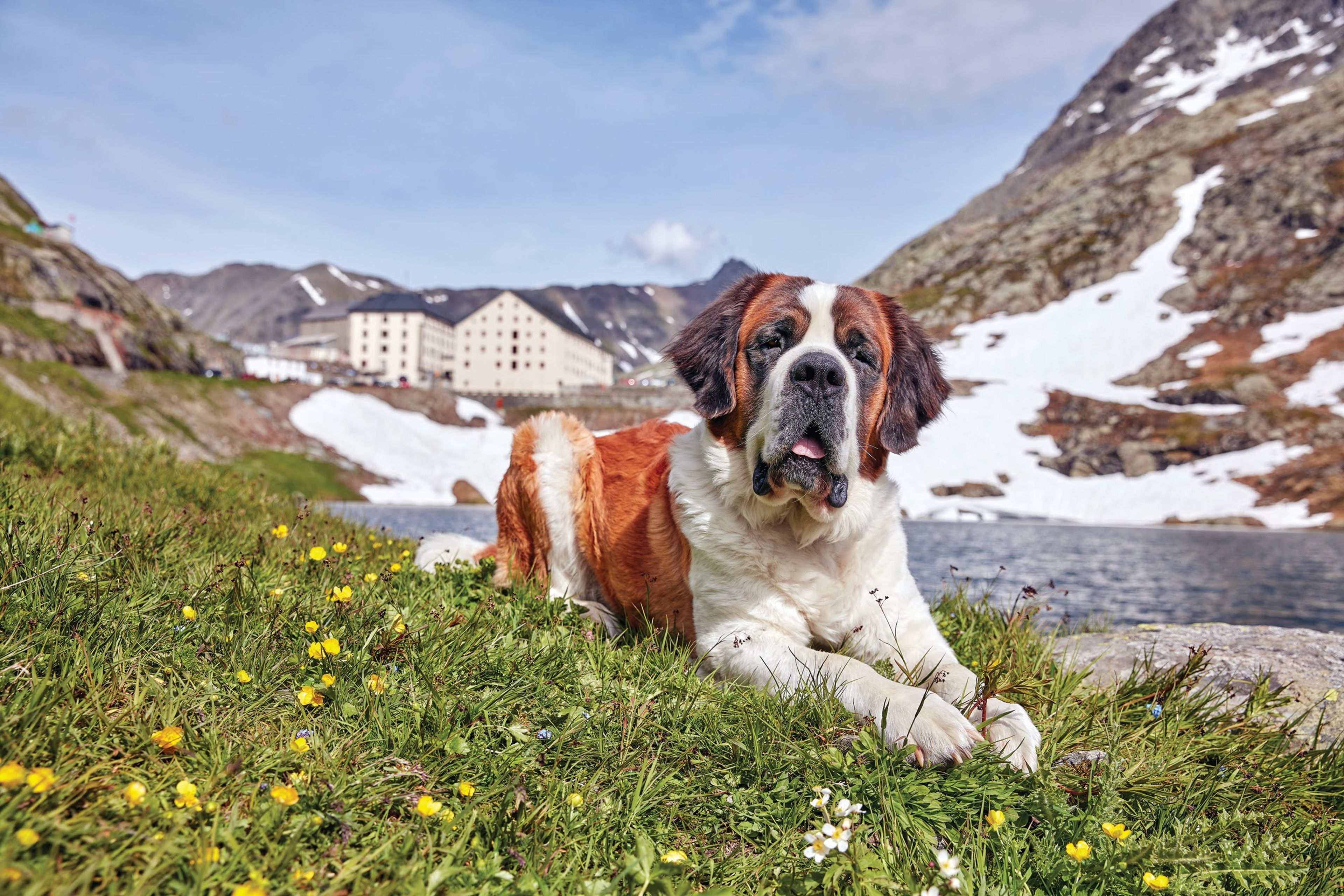 St-Bernard Hunde im Wallis. Schweiz.