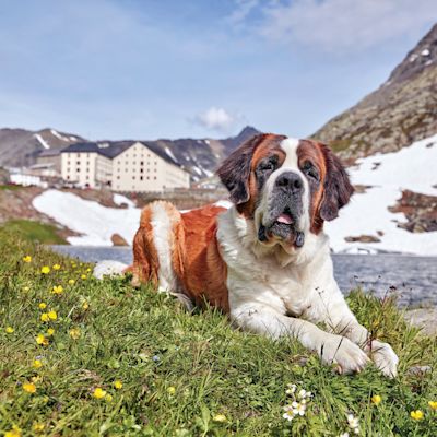 Chien du St-Bernard en Valais. Suisse.