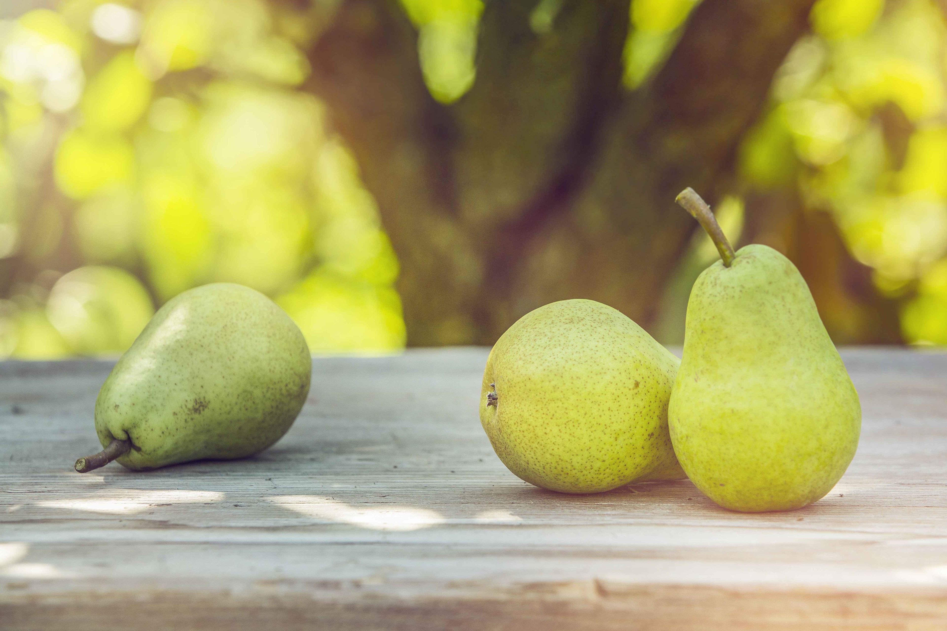 Williams pear on a table after having been freshly harvested. Valais Wallis, Schweiz Suisse