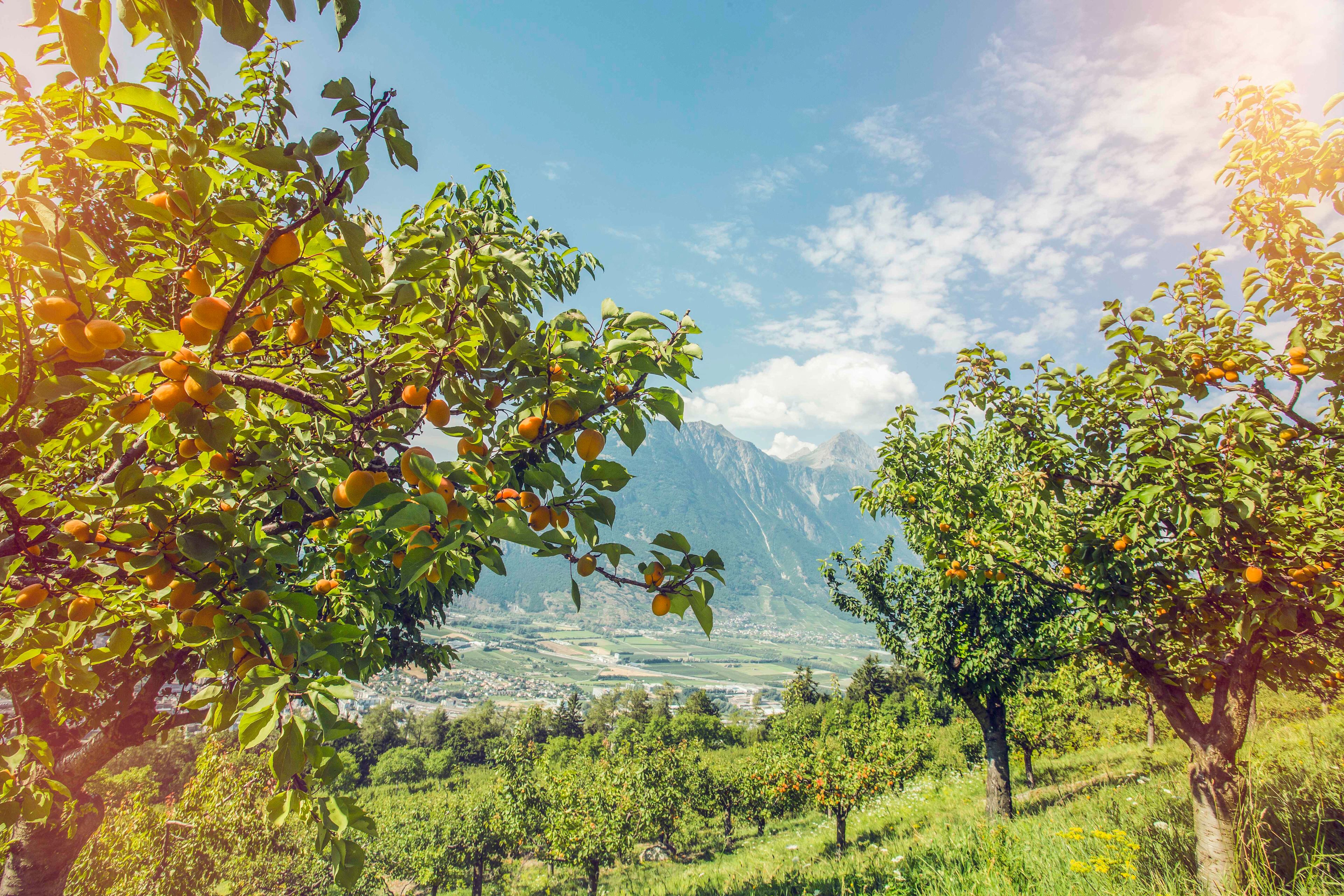 Walliser Aprikosen, Früchte, Biene, Wallis, Schweiz