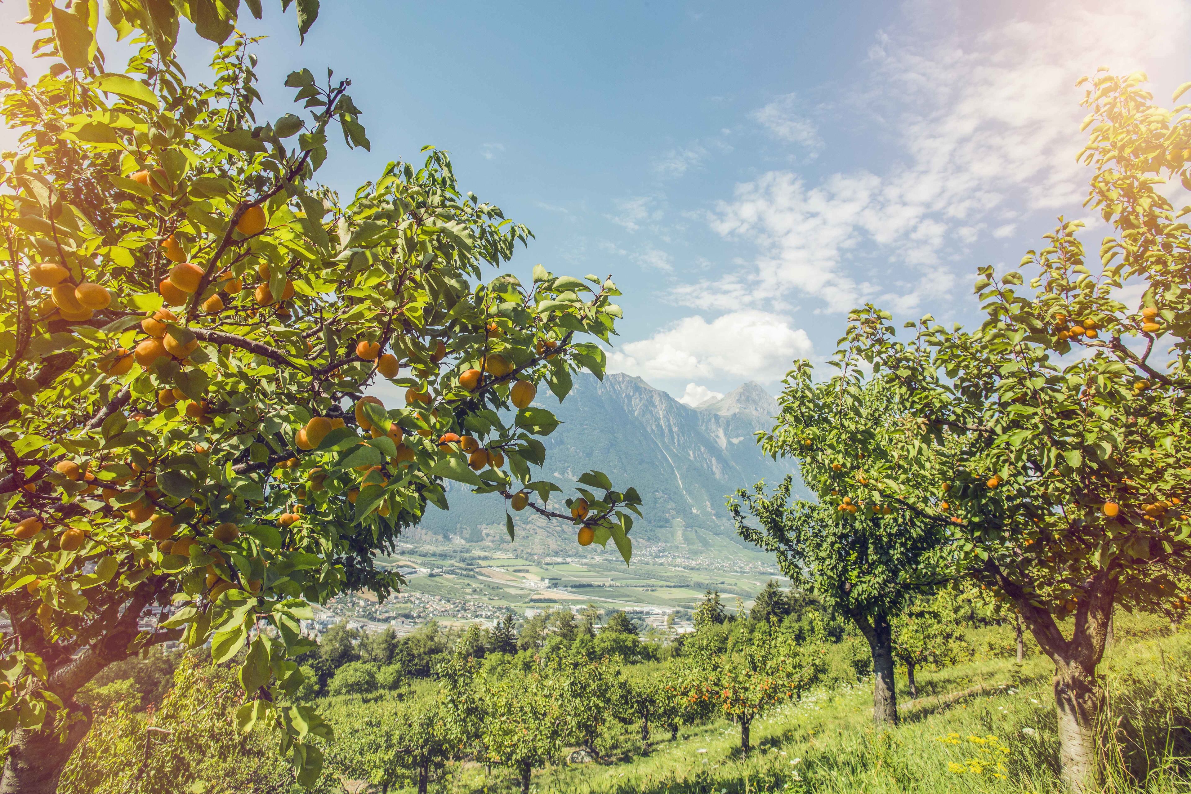 Valais apricot, fruit, Switzerland