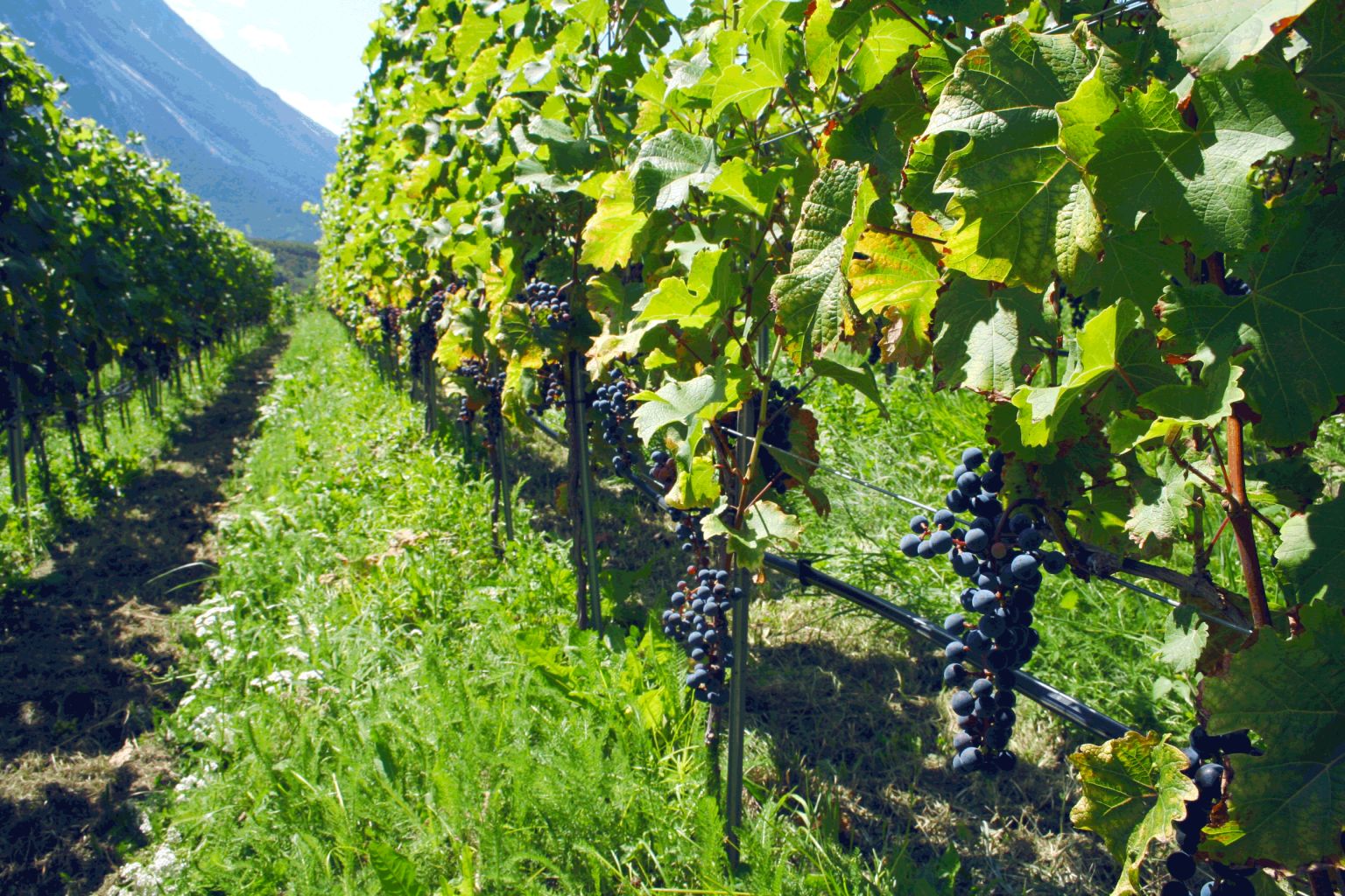 Weinbau der Zukunft, Turtmann, Wallis