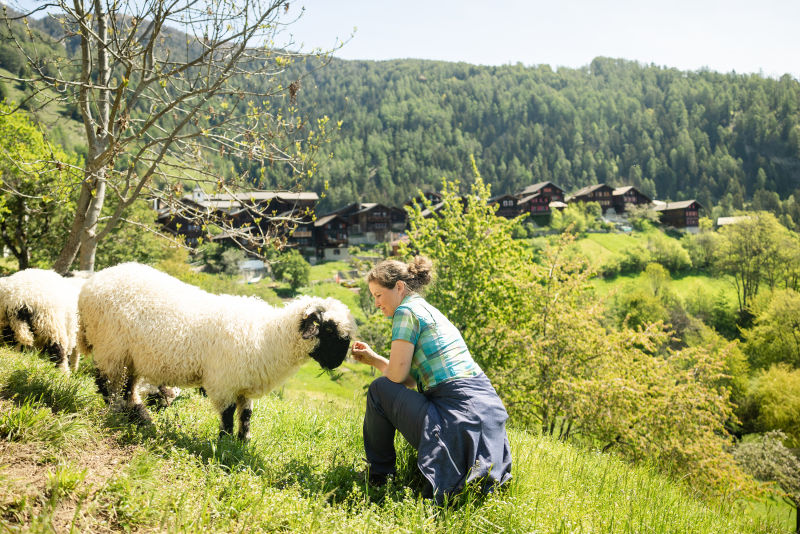 Fabienne Truffer et ses moutons nez noirs du Valais à Erschmatt, animaux emblématiques du Valais, Suisse