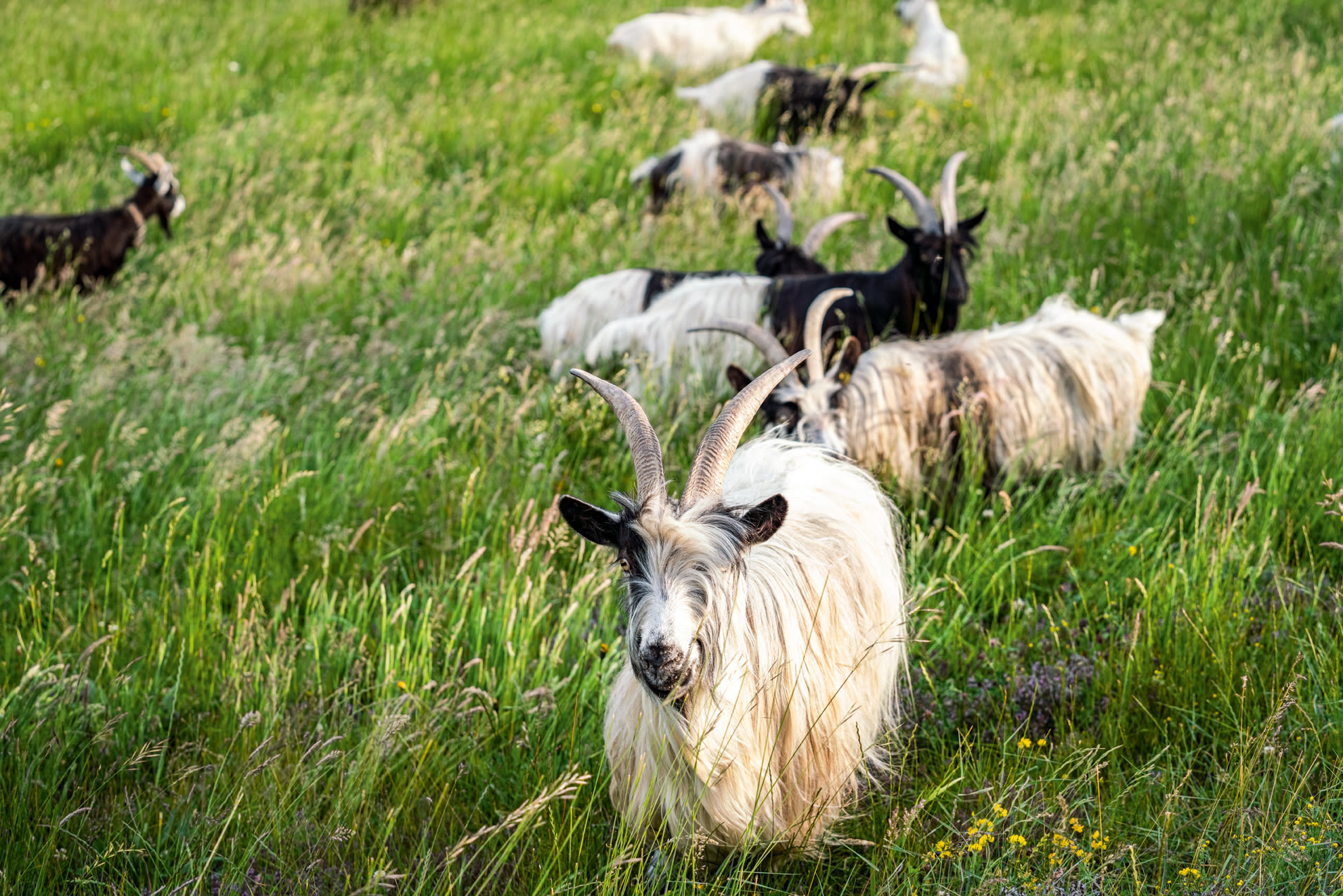 Herd of goats near Ausserberg.