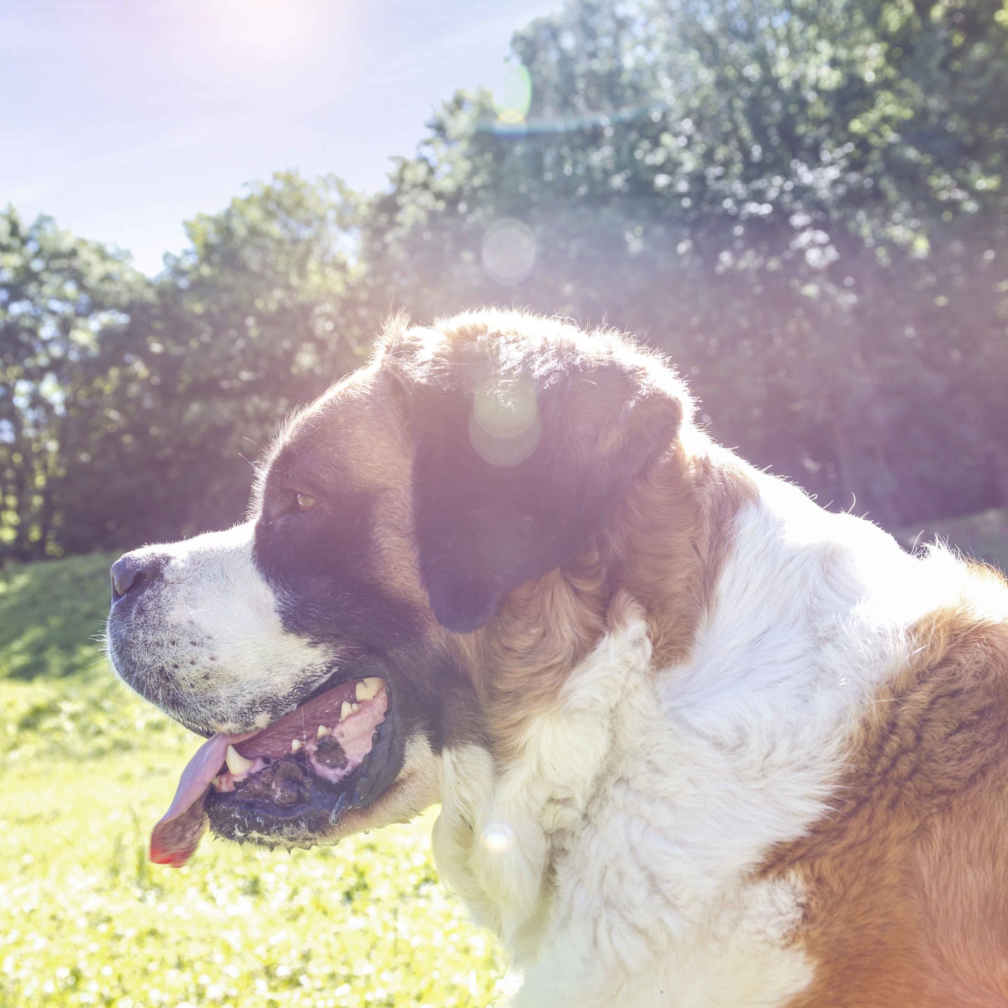 Bernhardiner Hunde, Wallis, Schweiz