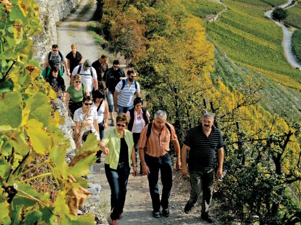 Petite Arvine, Cornalin, Rèze, or Heida: With a team of 16 wine guides your hike through the vineyards will become a real event, Valais
