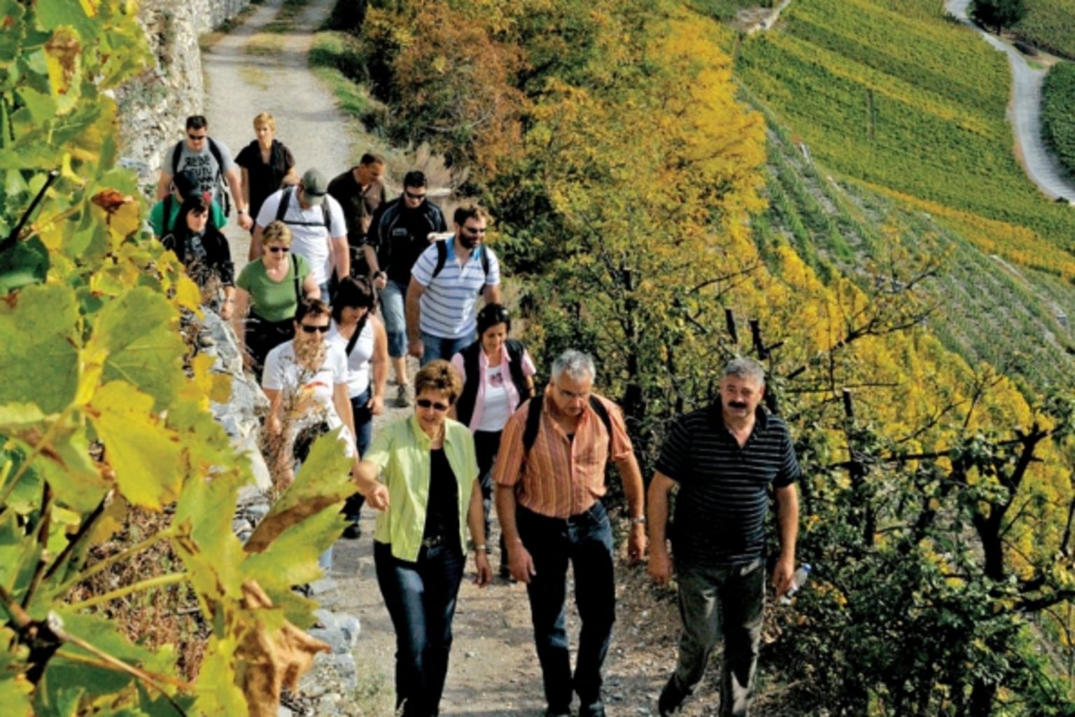 Geführte Wanderungen durch die Walliser Rebberge von Martigny bis Visperterminen, Wallis