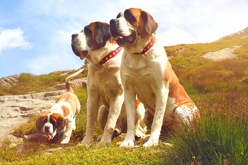 Géants au cœur tendre