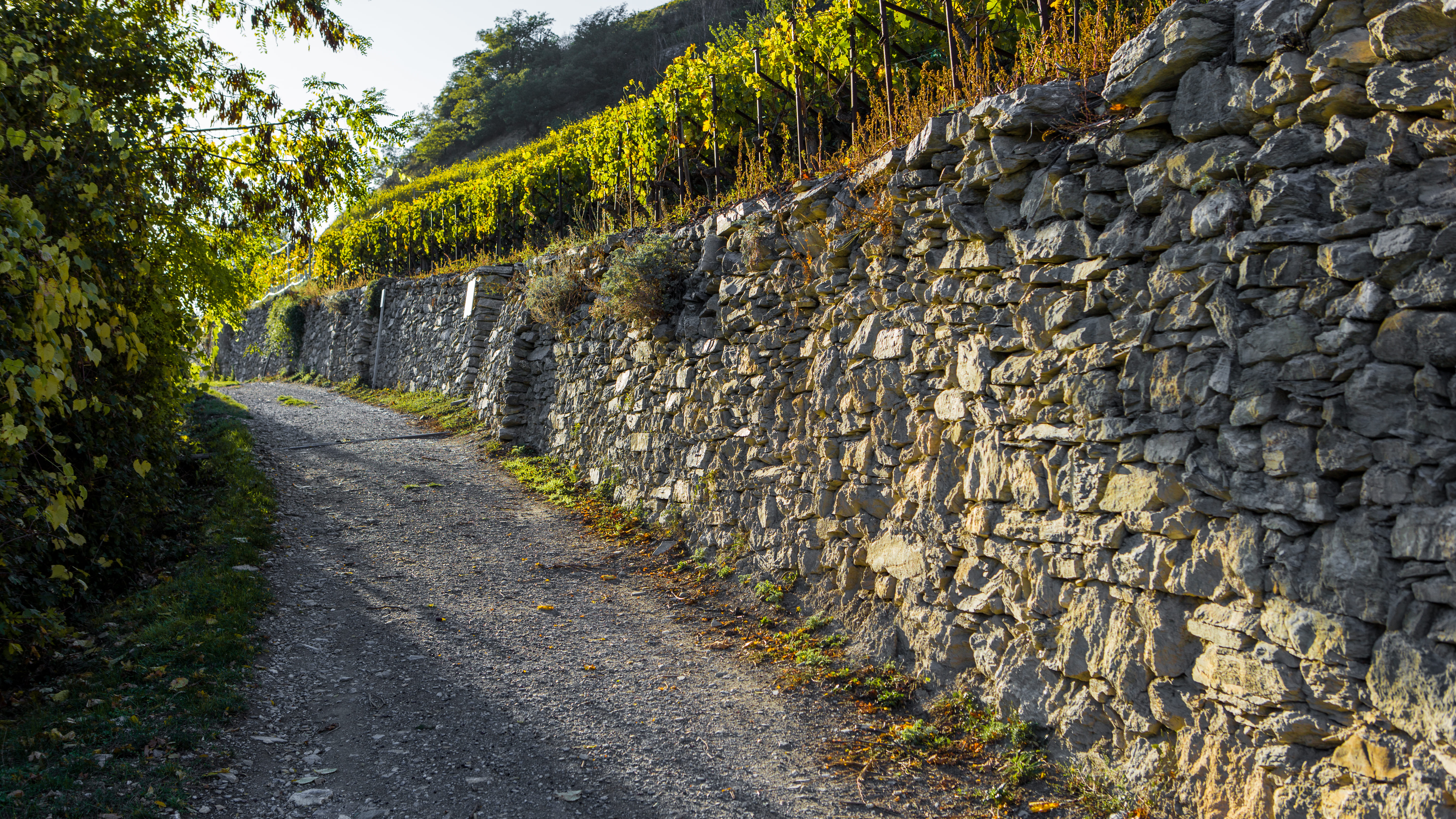 Vines, wine, sun, Valais, Switzerland.