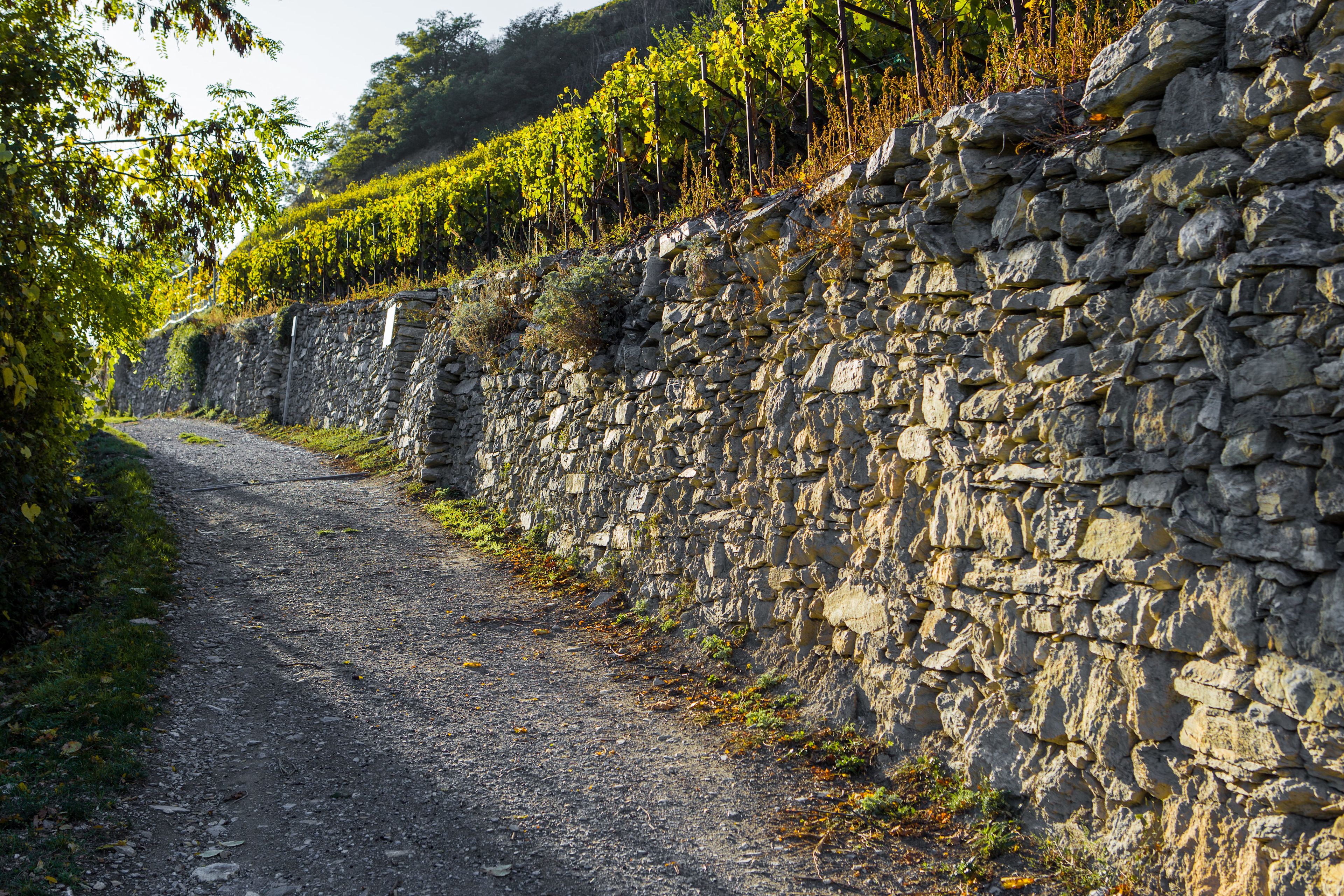 Vigne, vin, soleil, Valais, Suisse.