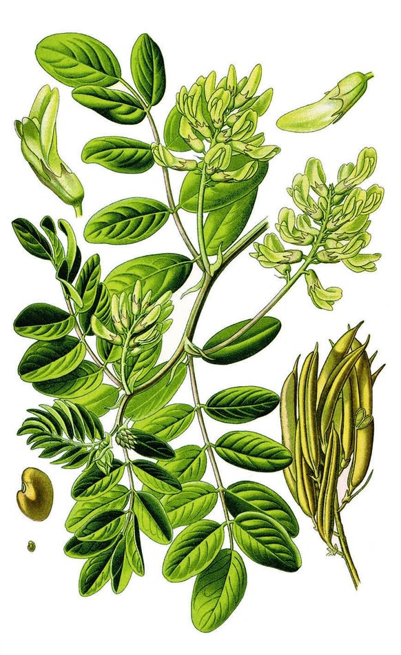 La plante est également appelée nerprun. Aide comme bain, pommade, huile contre les abcès, les gonflements, les blessures et les douleurs. Les feuilles, les fleurs et les racines sont utilisées, Valais, Suisse.