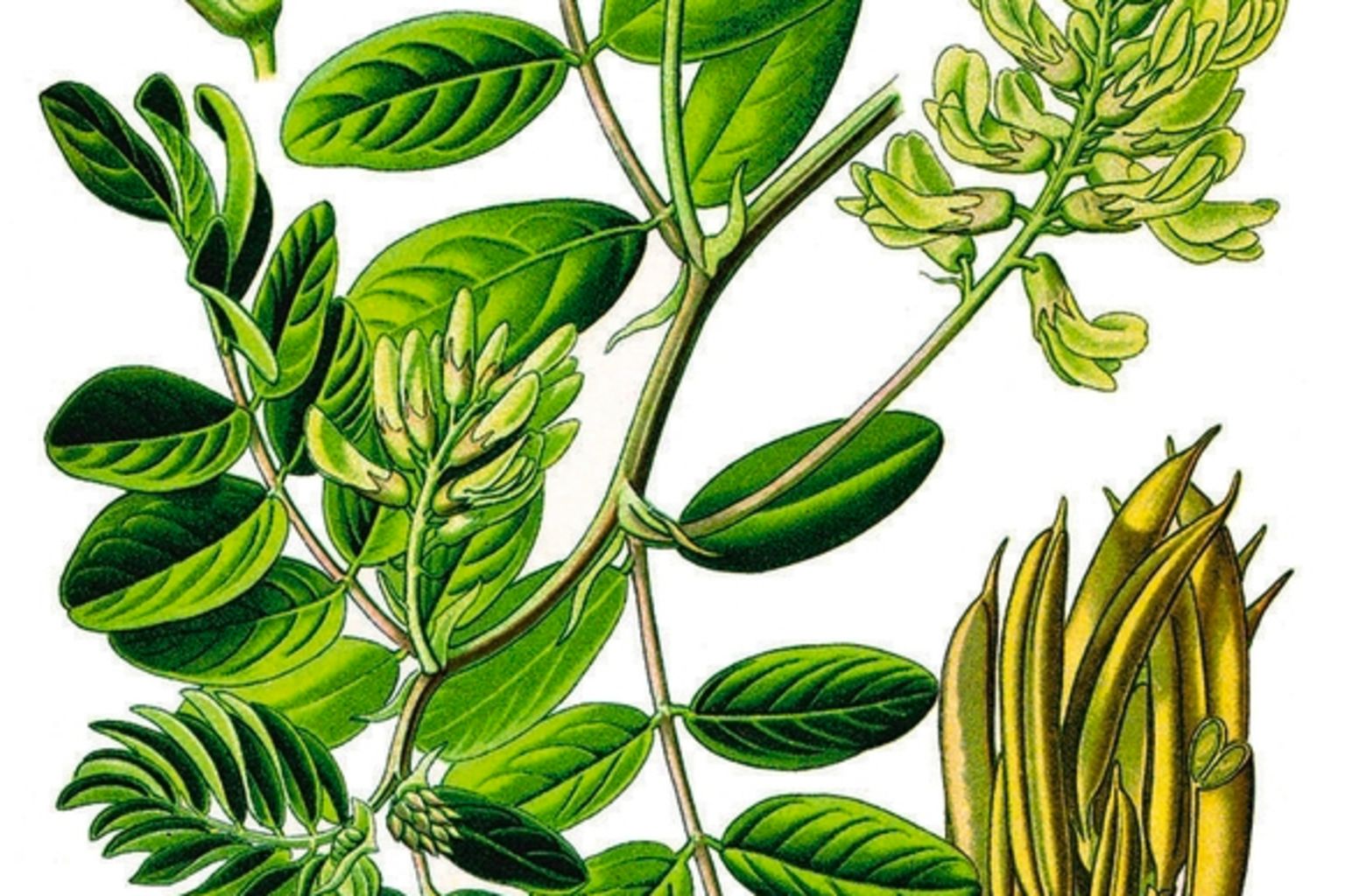 Die Pflanze wird auch Bocksdorn genannt. Hilft als Bad, Salbe, Öl gegen Abszesse, Schwellungen, Verletzungen und Schmerzen. Verwendet werden Blätter, Blüten und Wurzeln, Wallis, Schweiz