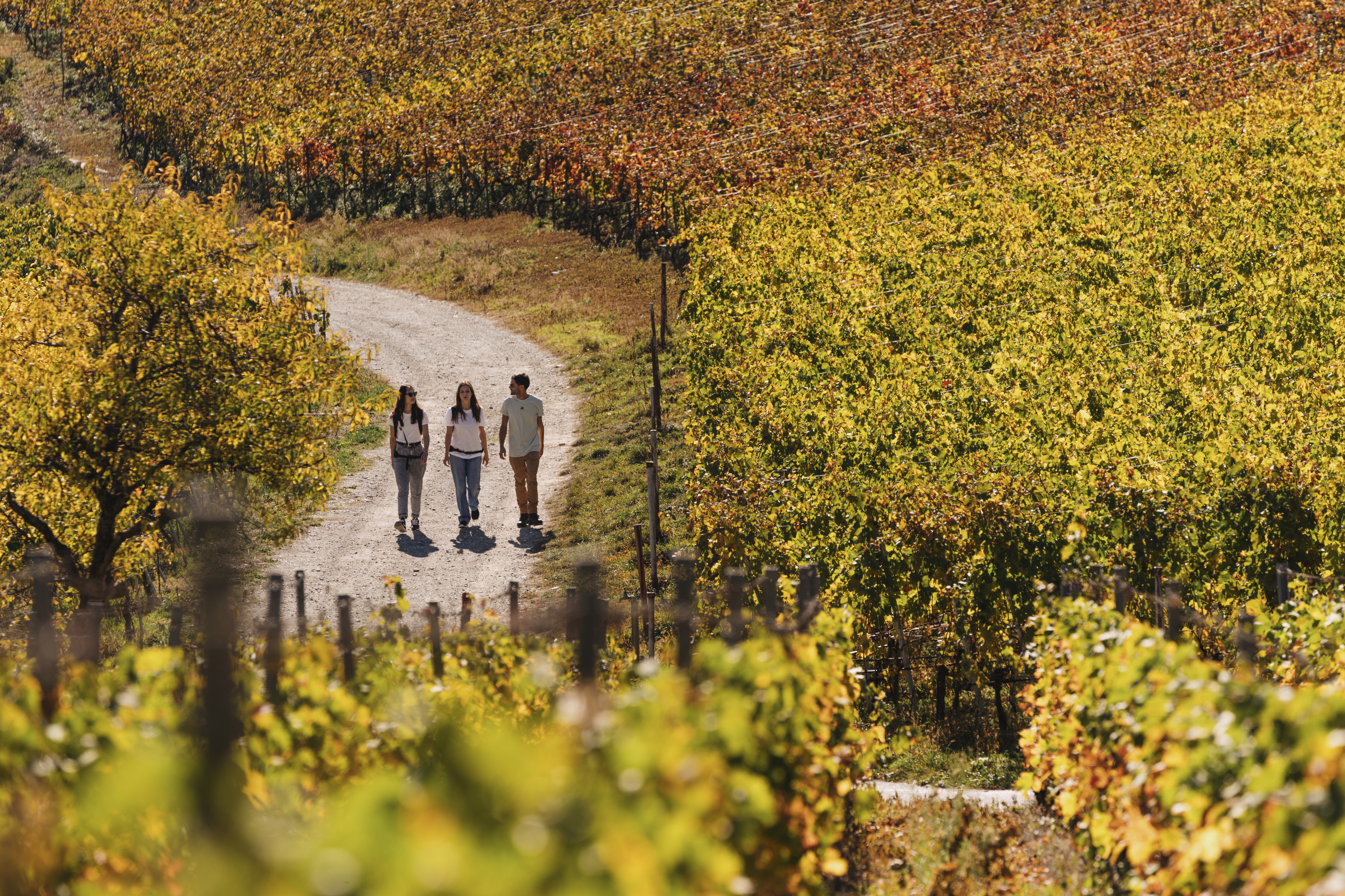 Trois personnes randonnant à travers les vignobles en automne à mi-chemin entre Sierre et Salquenen, Valais, Suisse