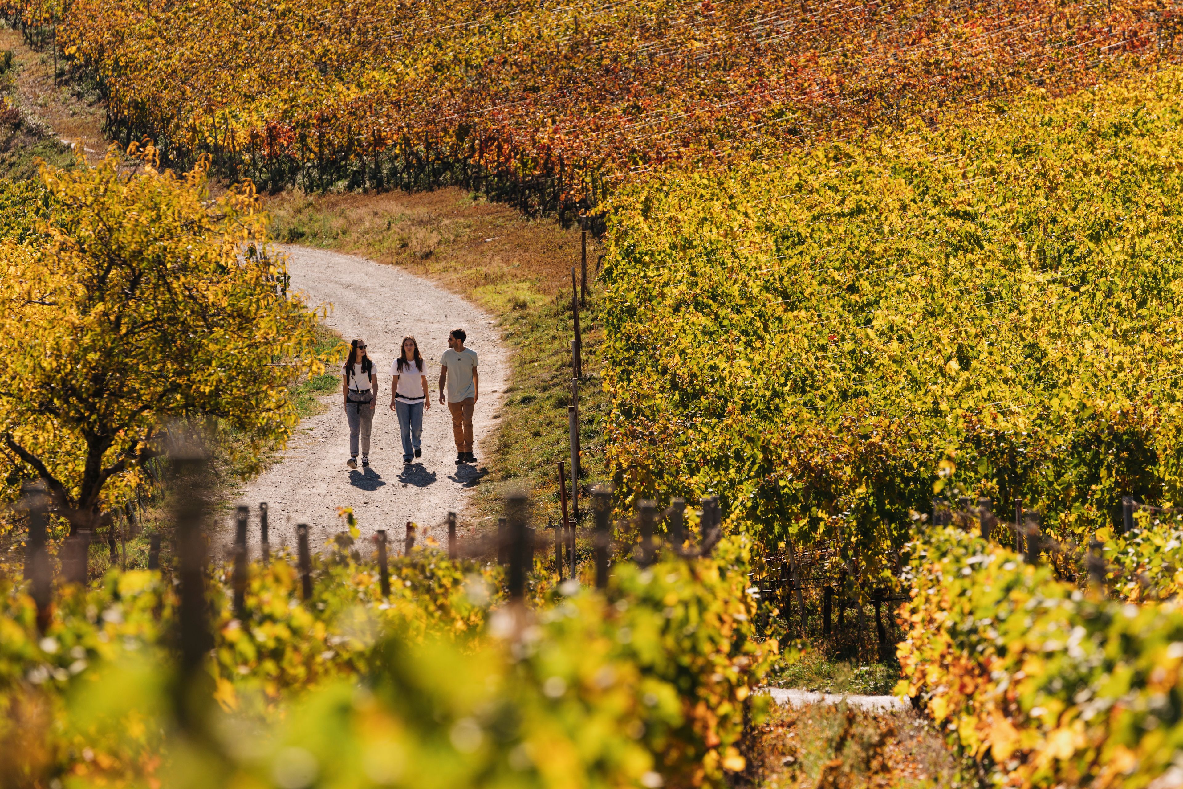 Trois personnes randonnant à travers les vignobles en automne à mi-chemin entre Sierre et Salquenen, Valais, Suisse
