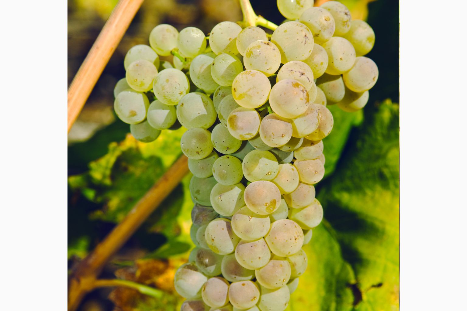 Petite Arvine grape in Valais