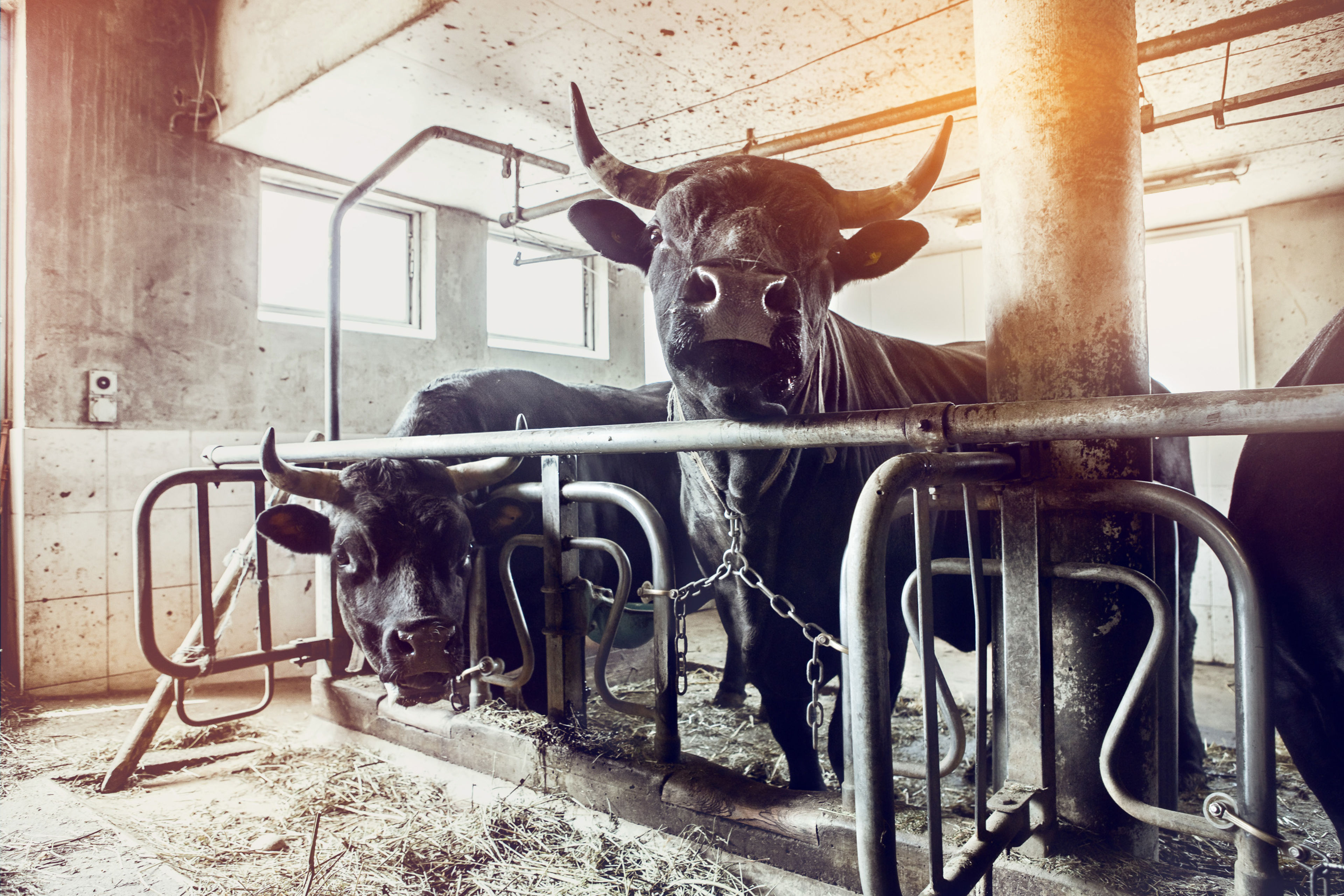 Herens cow at the stable