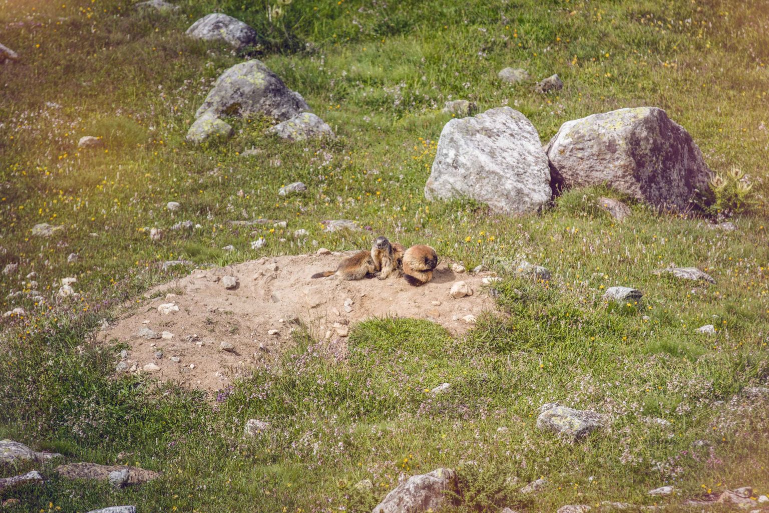 Drei kleine Murmeltiere auf dem Land, Wallis, Schweiz