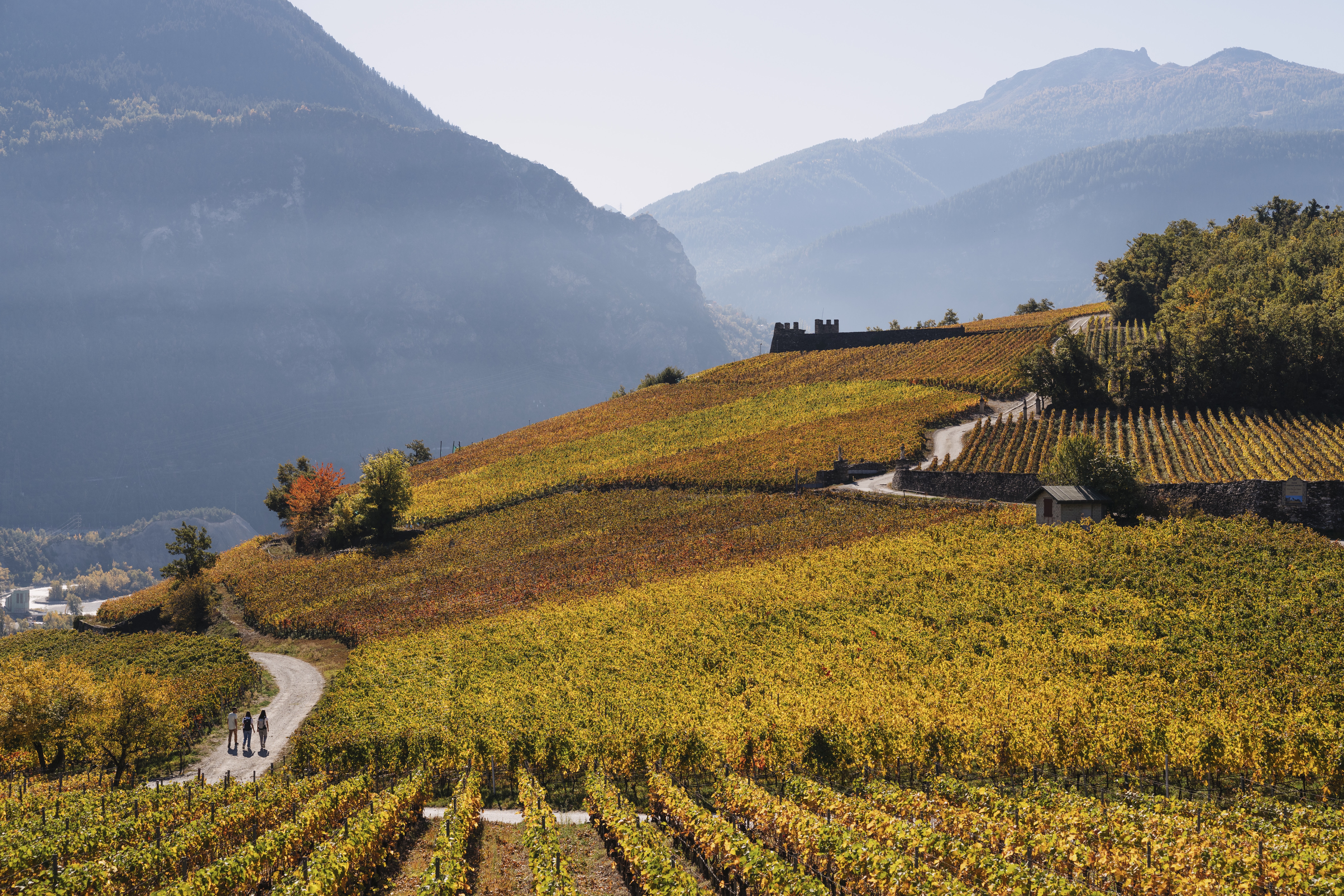 Trois personnes marchant à travers les vignobles automnaux de Salquenen, Valais, Suisse
