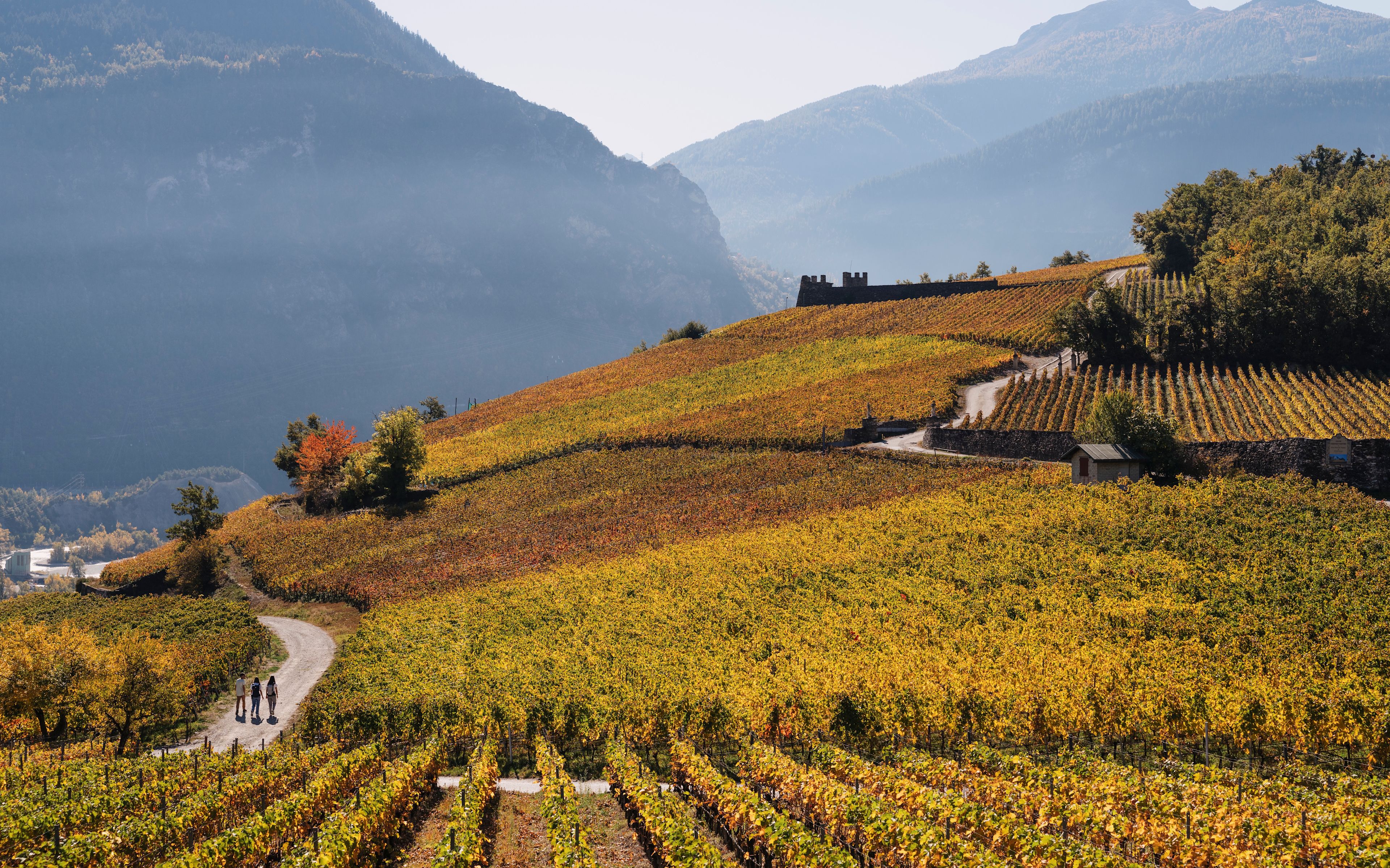 Trois personnes marchant à travers les vignobles automnaux de Salquenen, Valais, Suisse