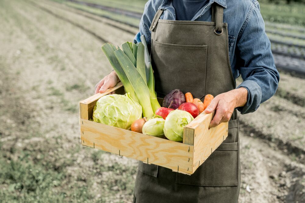 Personne tenant une caisse en bois remplie de légumes frais dans un champ, Valais, Suisse
