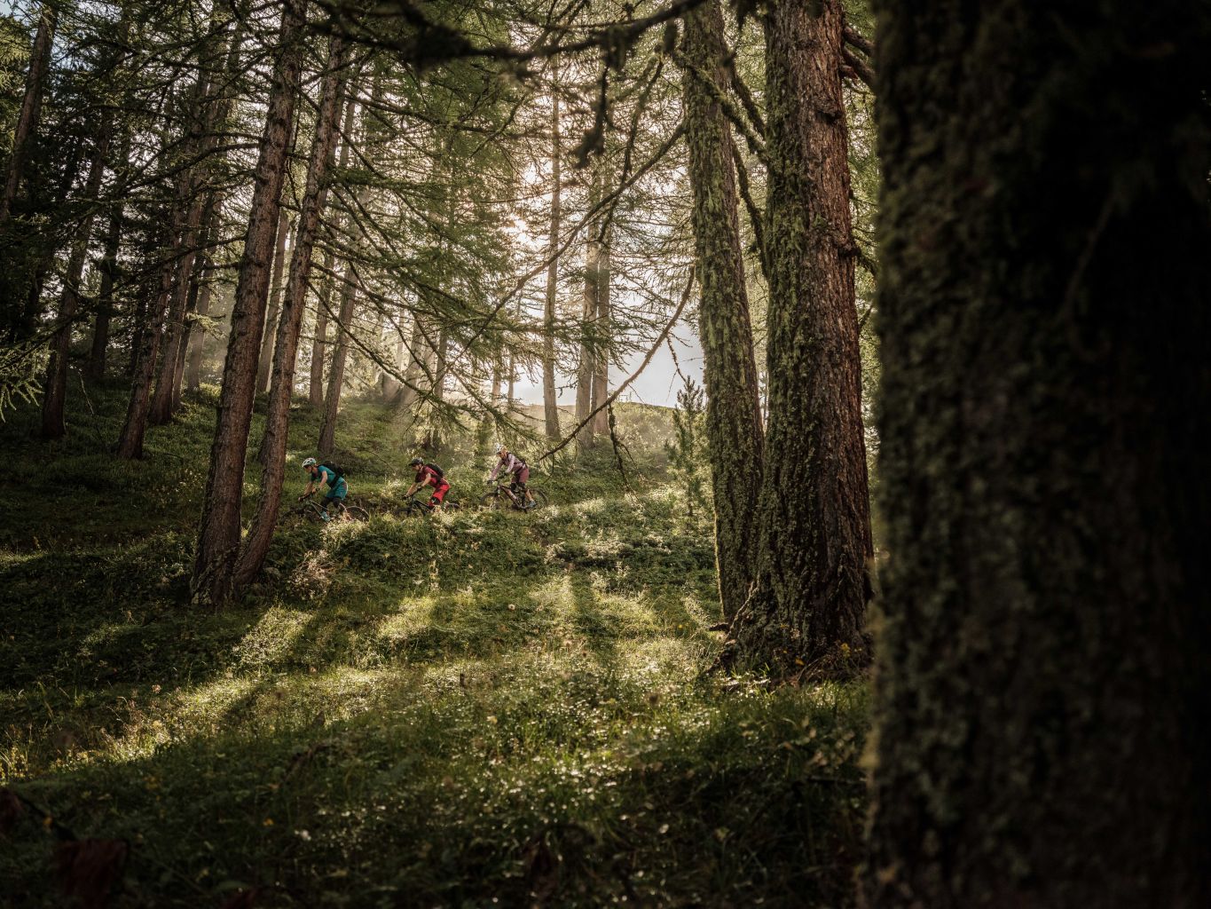 Auf dem lauschigen Weg durch den Wald vergisst man den Alltag, atmet würzige Luft und geniesst auch mal den Schatten, Wallis, Schweiz