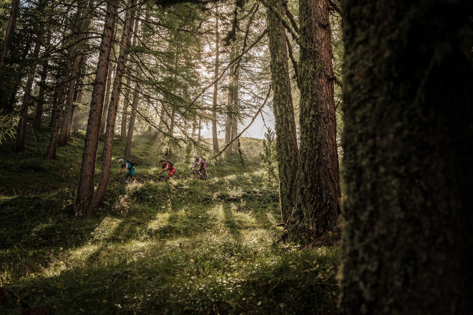 Sur le chemin isolé qui traverse la forêt, on oublie le quotidien, on respire l'air épicé et on profite de l'ombre, Valais, Suisse