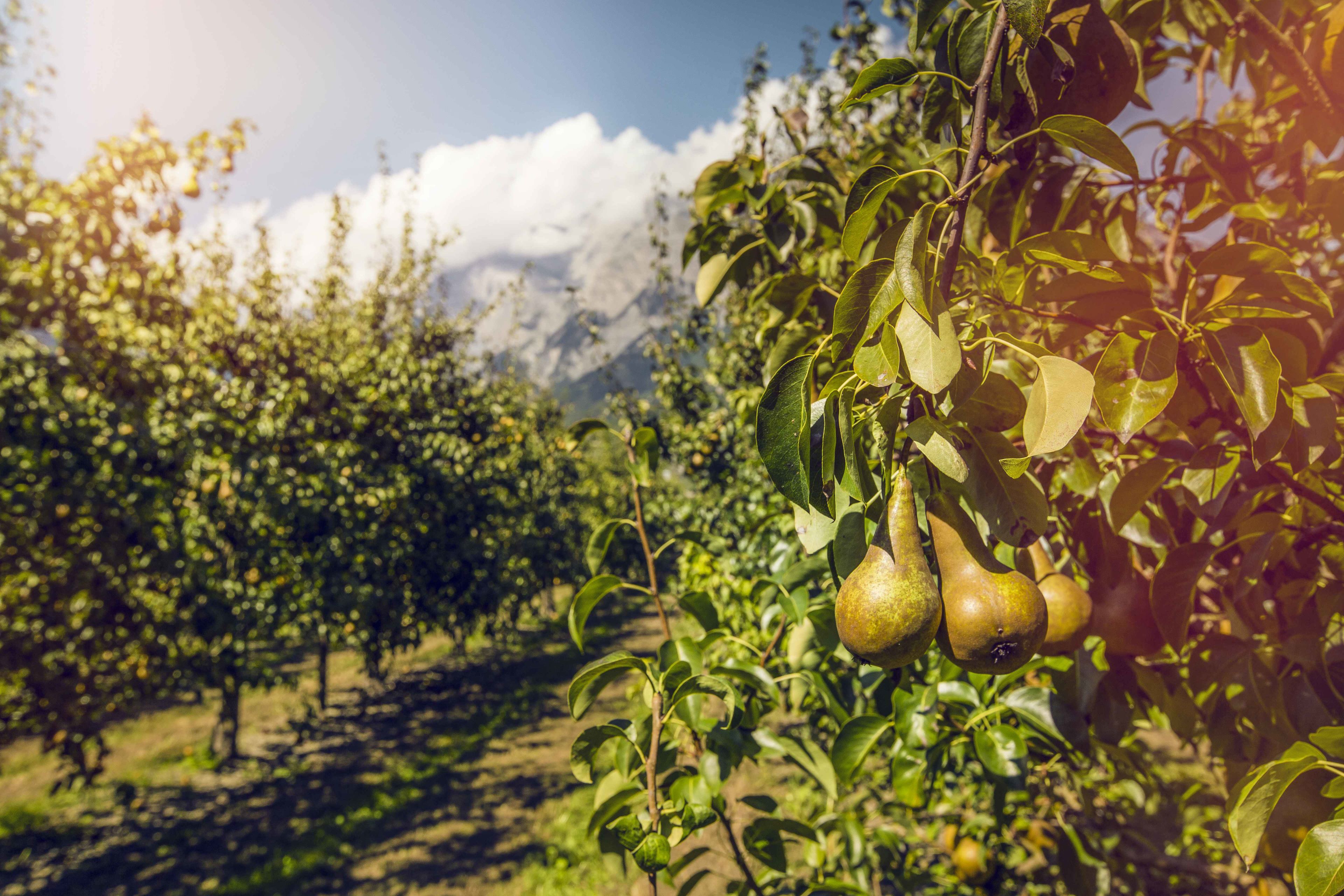 Pears in Valais orchards just before harvest, Valais Wallis, Schweiz Suisse