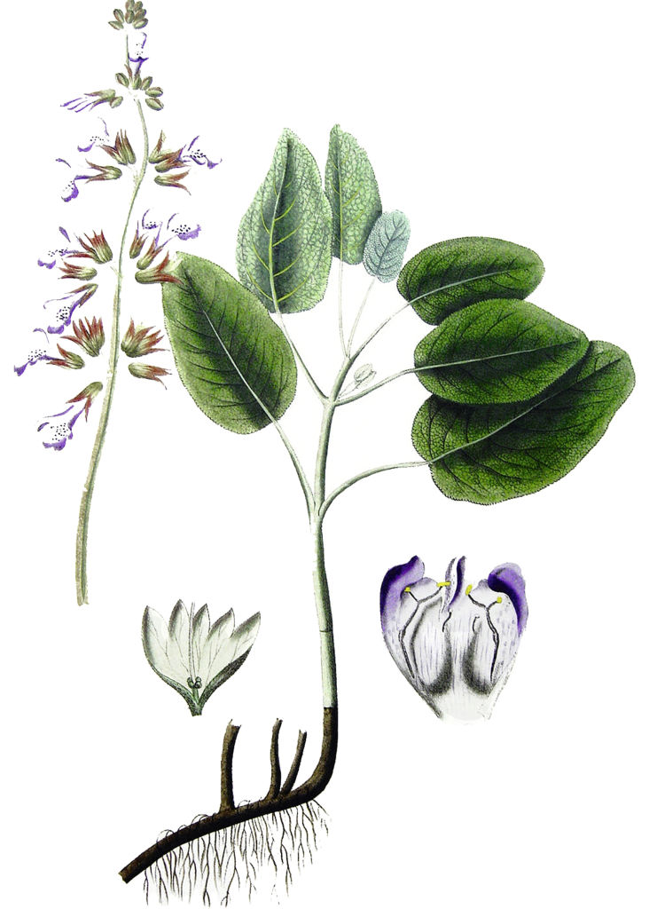 Salbei (Salvia officinalis L.)Wird auch heiliges Kraut oder provenzialischer Tee genannt. Wirkt antiseptisch, krampflösend, verhindert übermässiges Schwitzen. Wird als Tee, Öl, Sirup, Likör verwendet. Eignet sich gut zum Inhalieren, Wallis, Schweiz