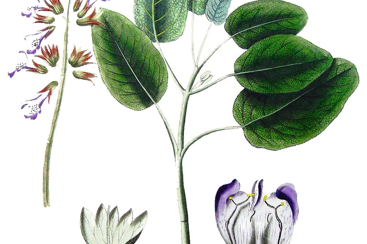 Salbei (Salvia officinalis L.)Wird auch heiliges Kraut oder provenzialischer Tee genannt. Wirkt antiseptisch, krampflösend, verhindert übermässiges Schwitzen. Wird als Tee, Öl, Sirup, Likör verwendet. Eignet sich gut zum Inhalieren, Wallis, Schweiz