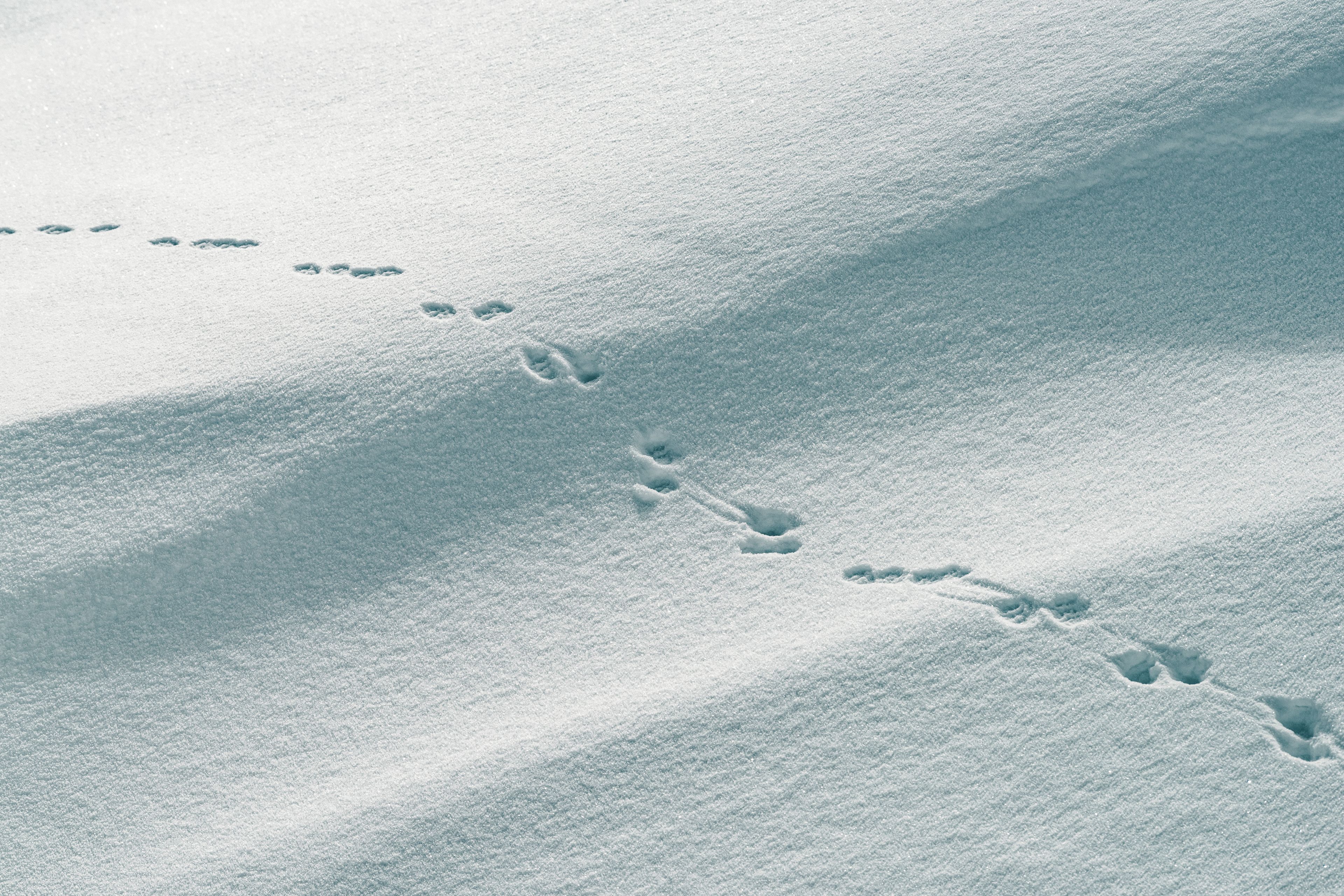 Nature does not sleep: Just now a hare hops by, Valais, Switzerland