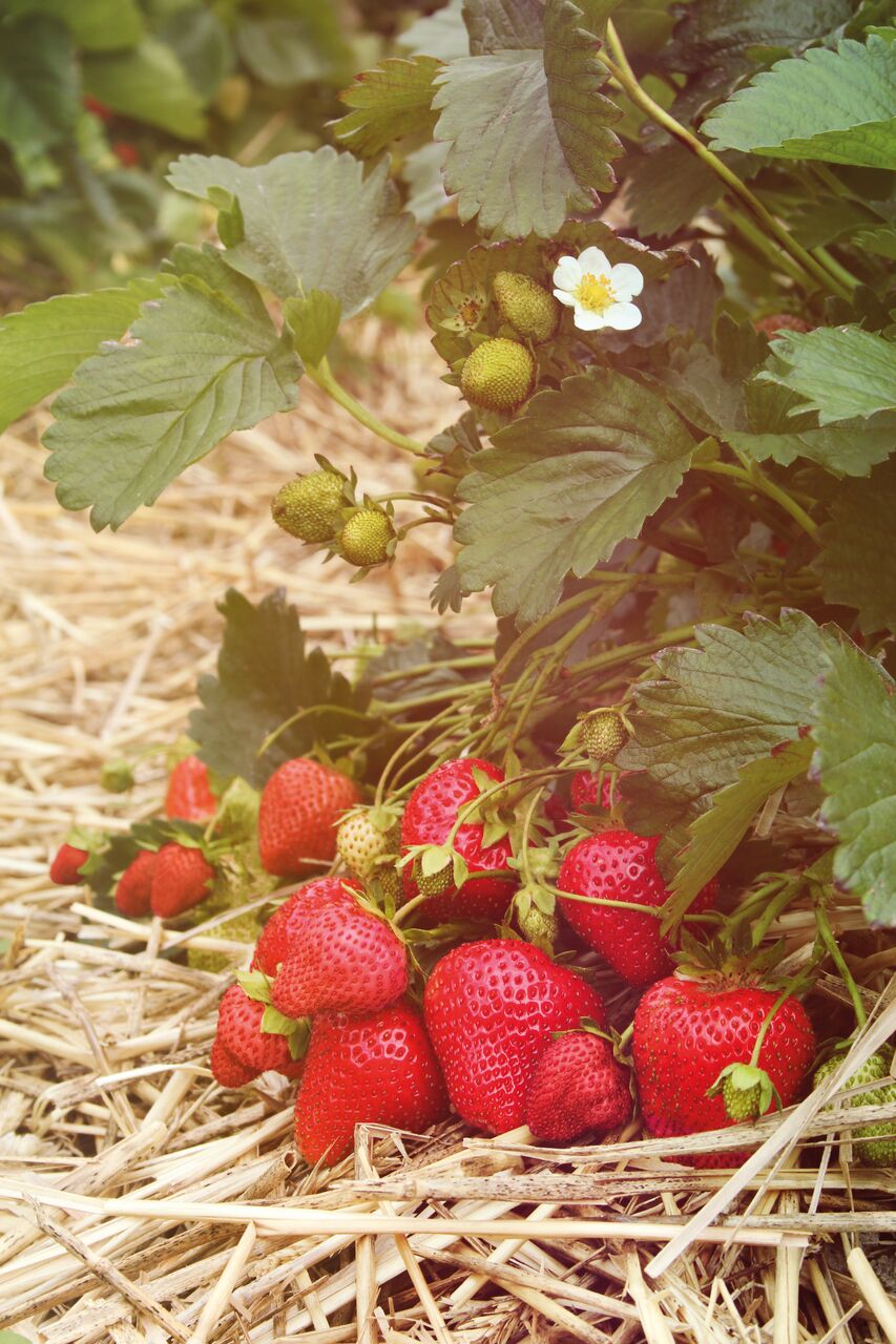 Reife Erdbeeren wachsen auf einem Feld im Wallis zwischen Blättern und Stroh