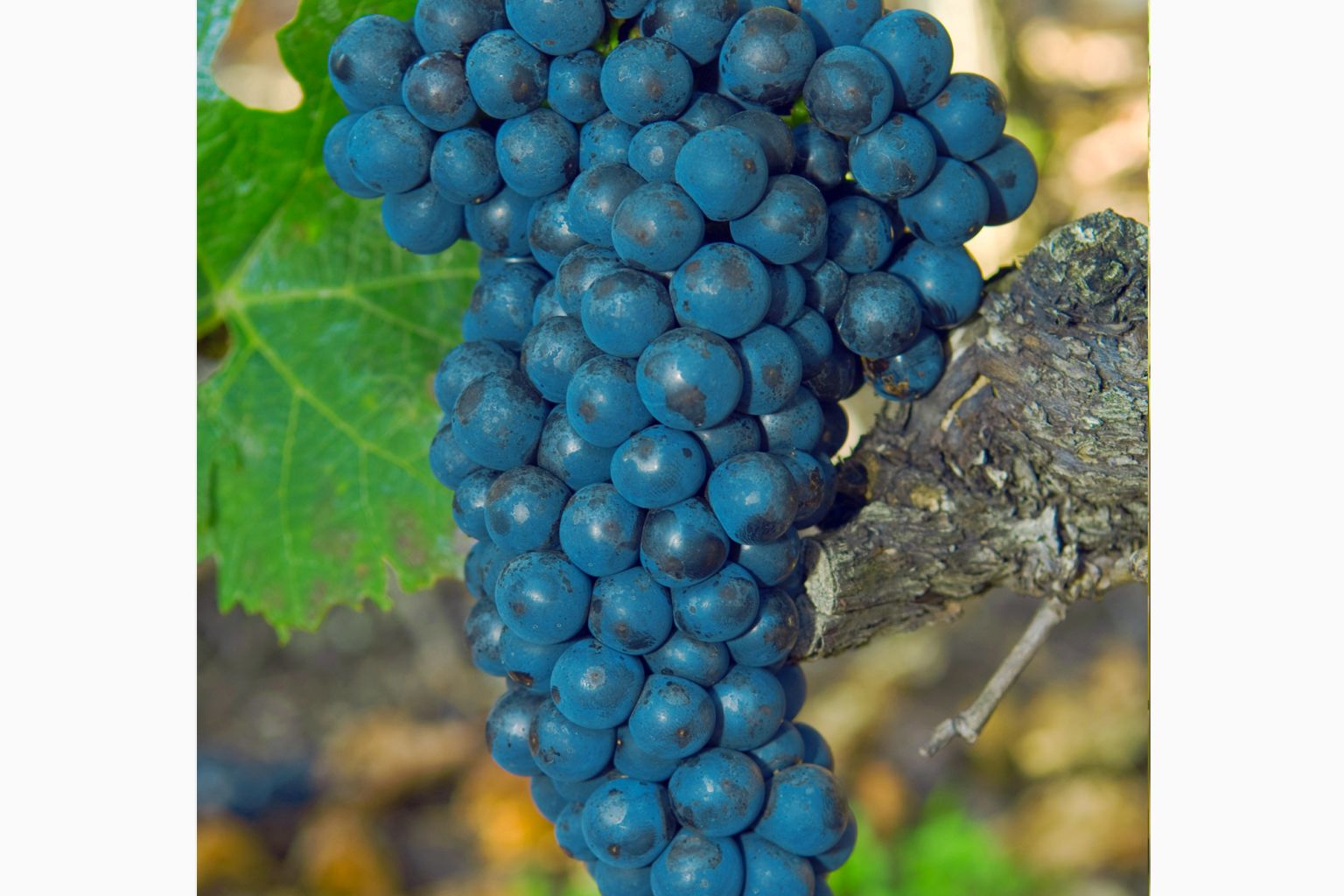 Humagne Rouge grape in Valais