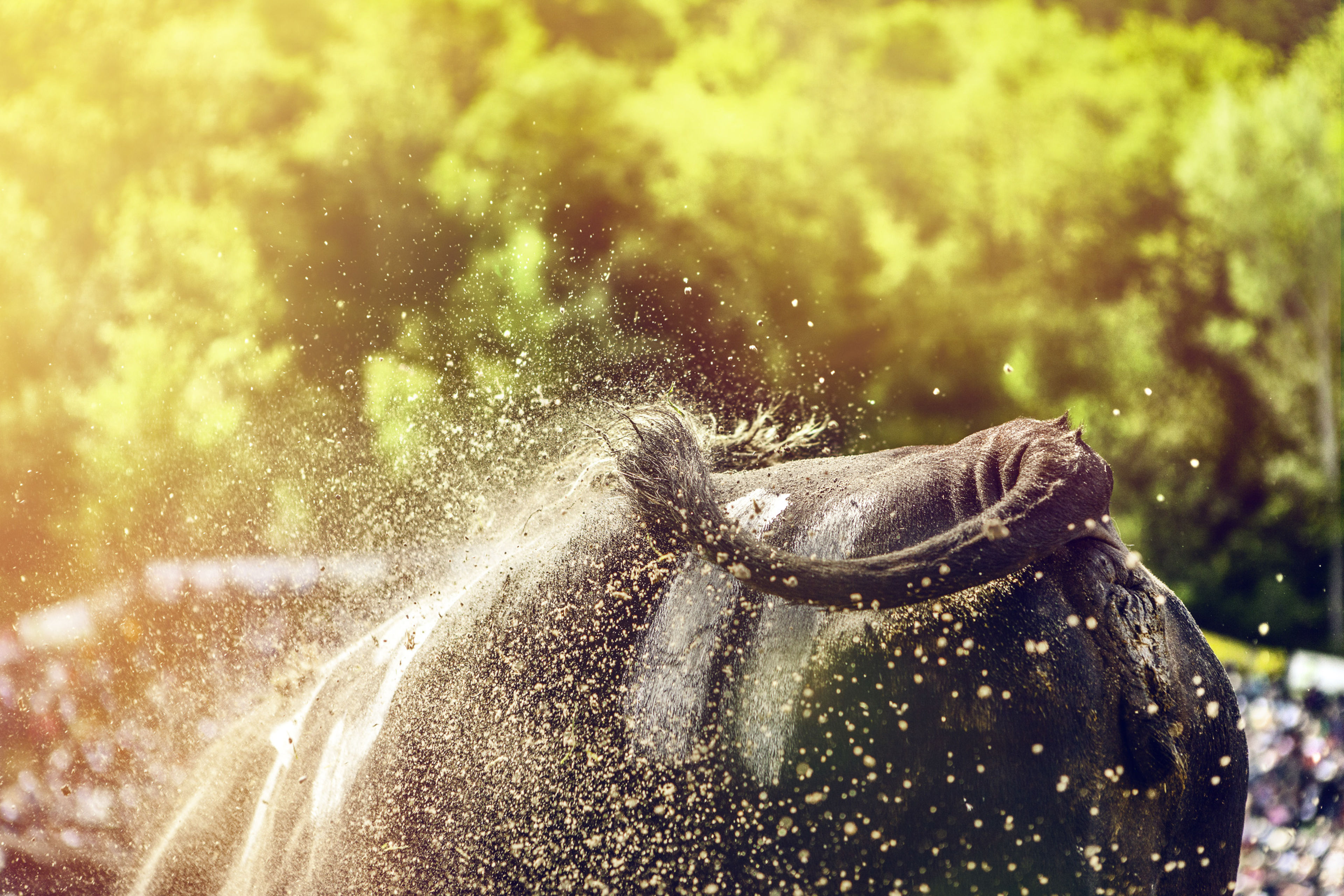Eringer Kuh beim Ringkuhkampf im Wallis