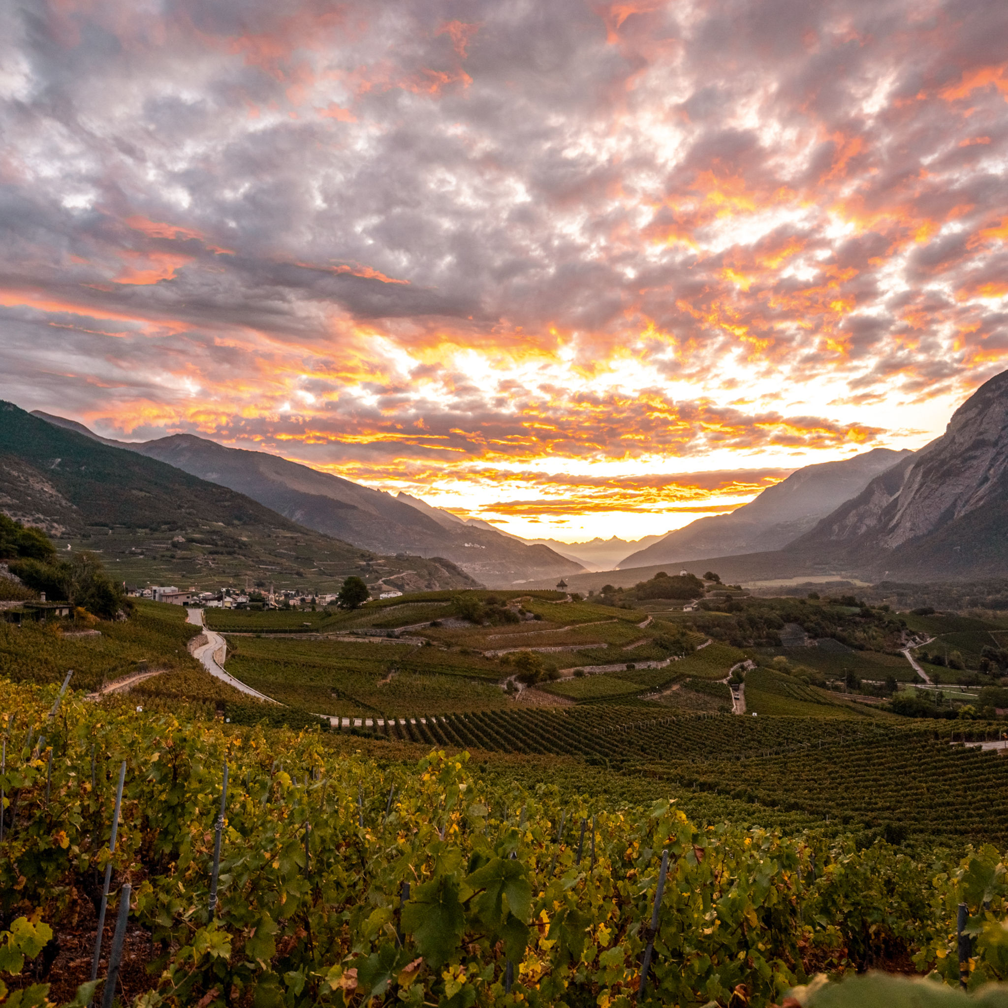 Switzerland’s wine park, Salgesch, Valais, Switzerland