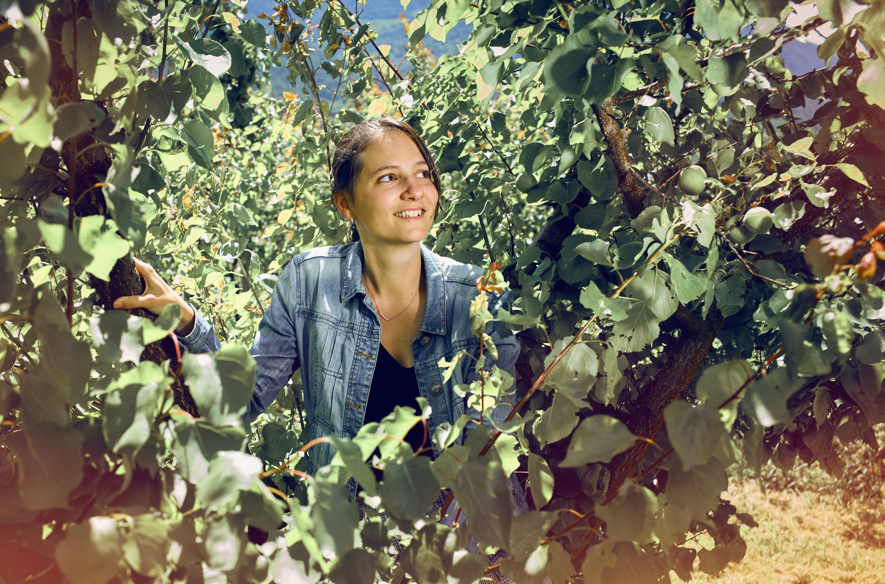 Elodie Comby in her father's apricot trees. Valais, Switzerland.