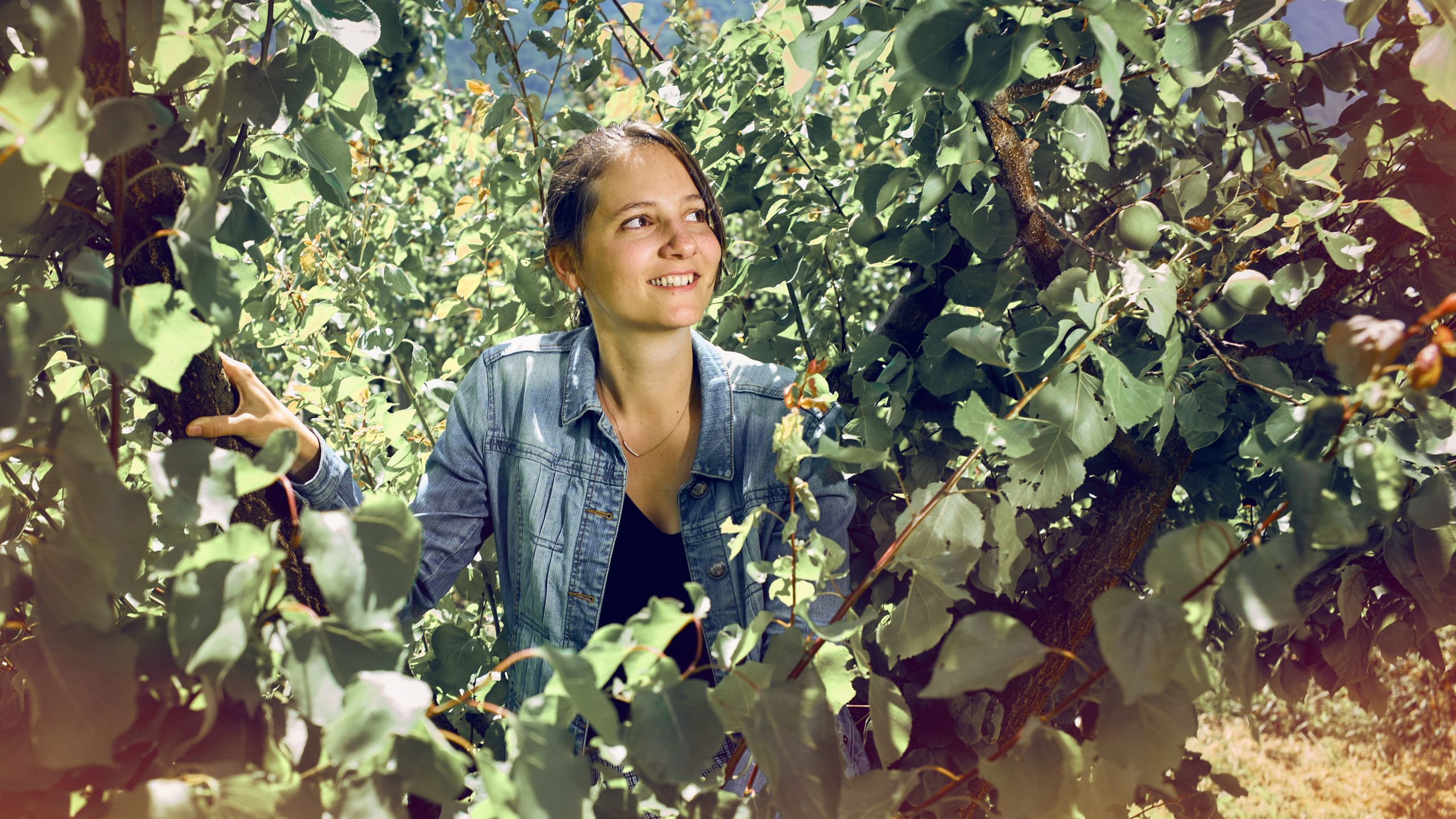 Elodie Comby in den Aprikosenbäumen ihres Vaters. Wallis, Schweiz.